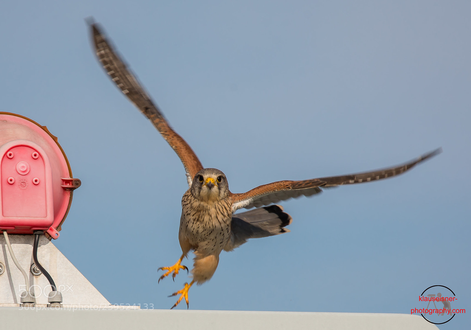 Canon EOS 5D Mark IV sample photo. Kestrel take off photography