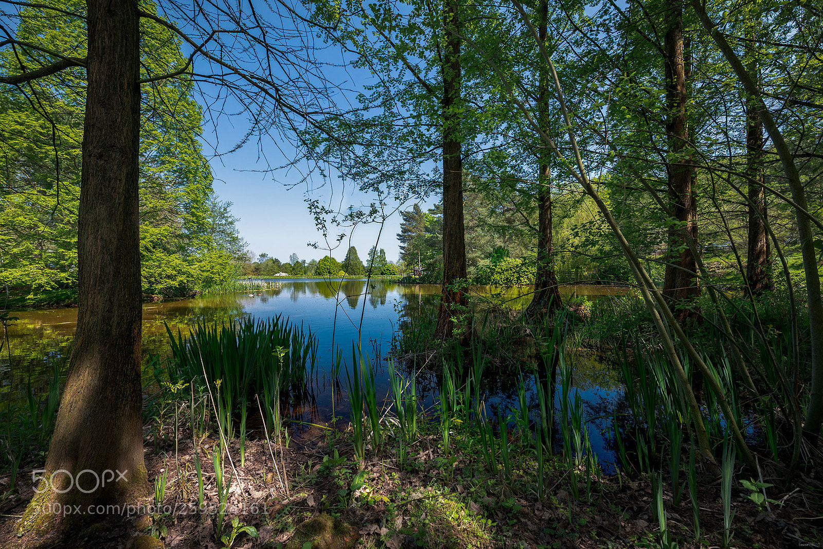 Nikon D850 sample photo. Bodenham arboretum iii. photography