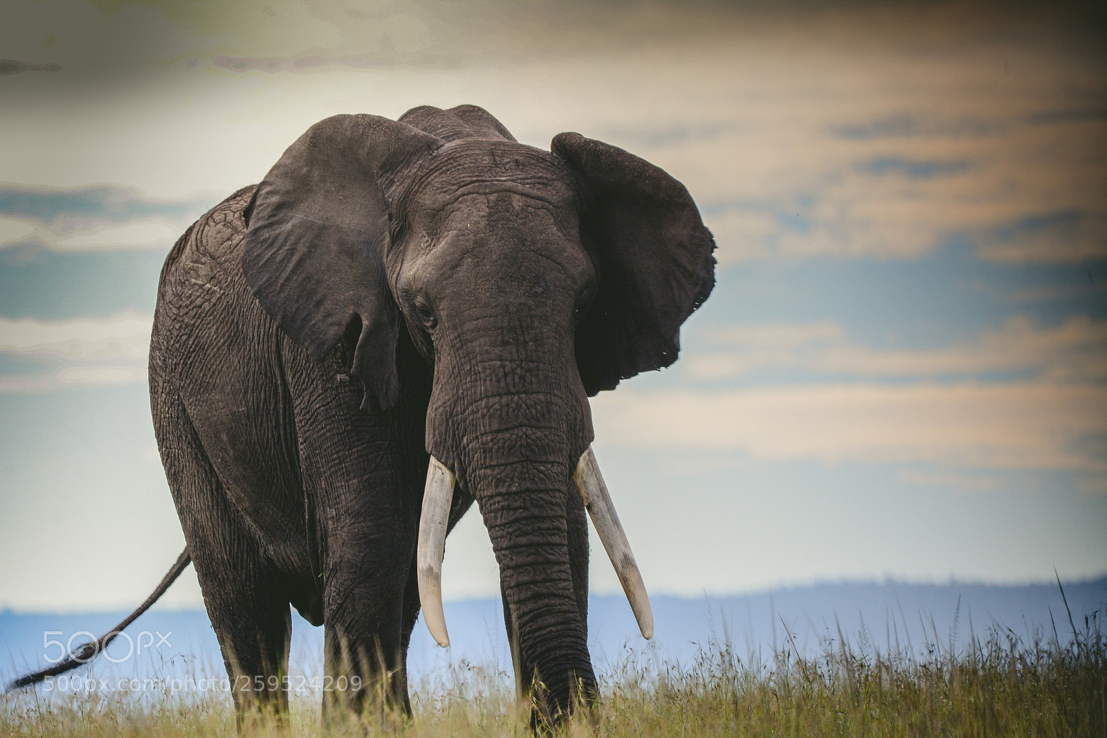Nikon D7100 sample photo. Elephant in massai mara photography