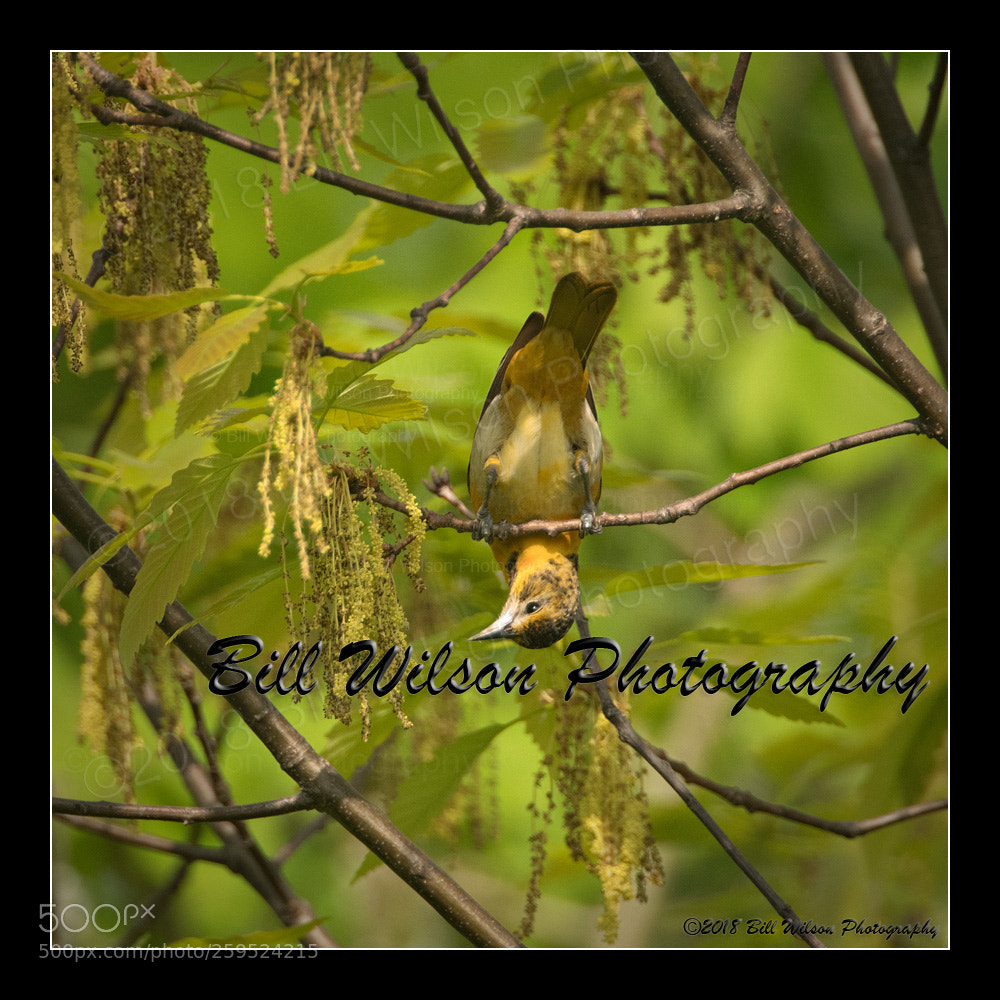 Nikon D500 sample photo. Chin ups photography