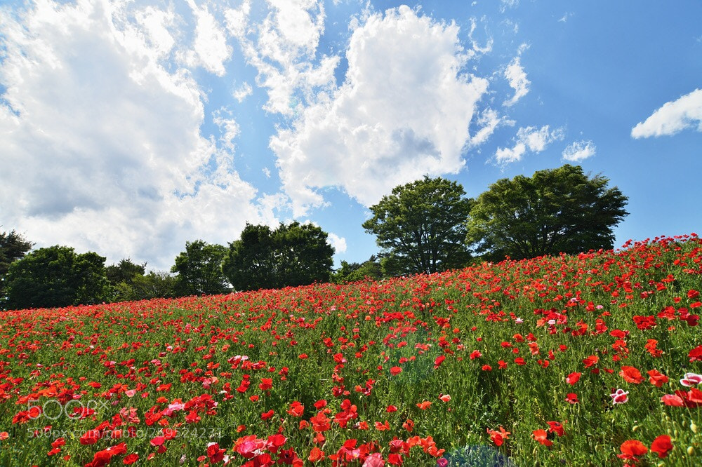 Nikon D850 sample photo. The poppy land photography