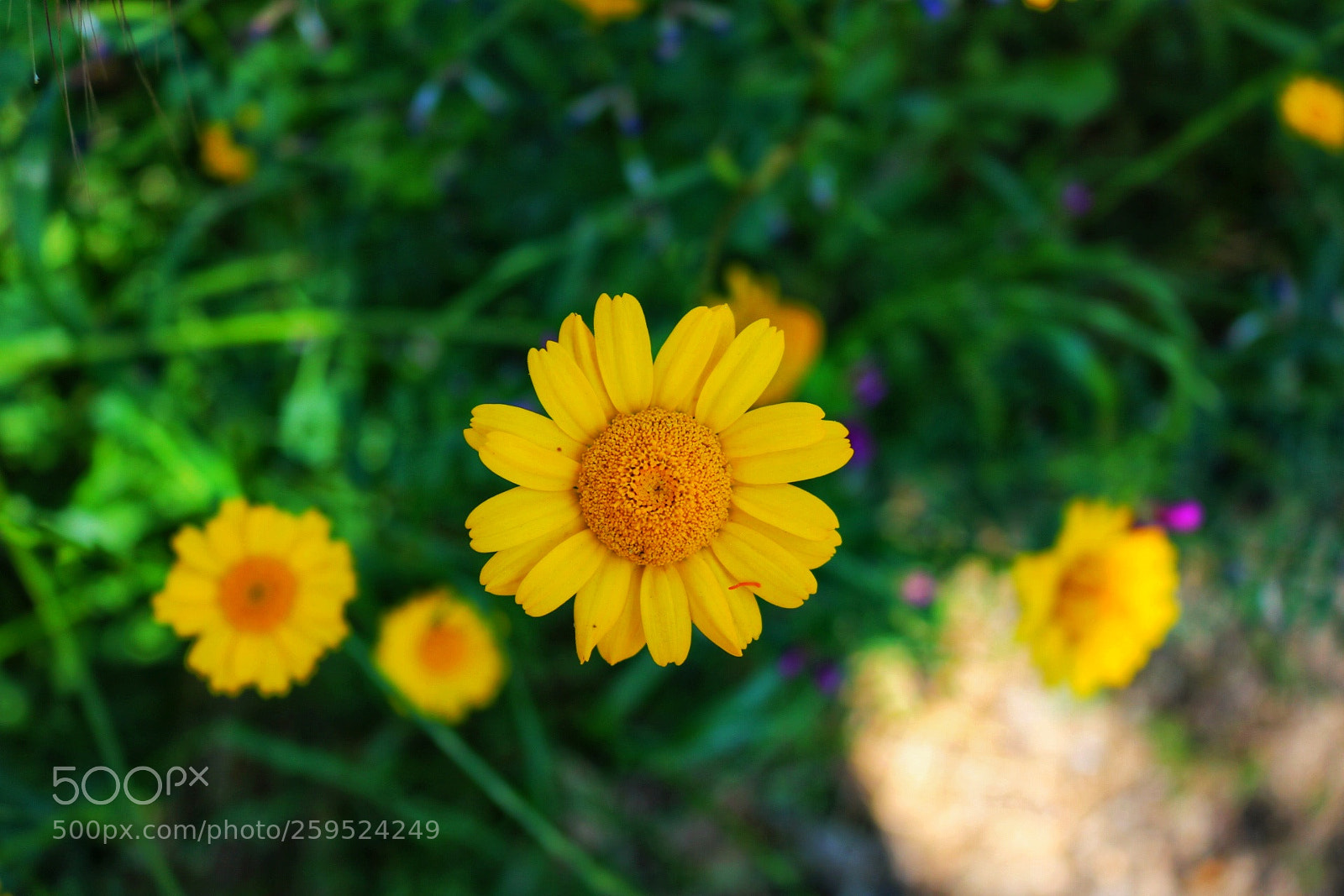 Canon EOS 750D (EOS Rebel T6i / EOS Kiss X8i) sample photo. Yellow flower photography