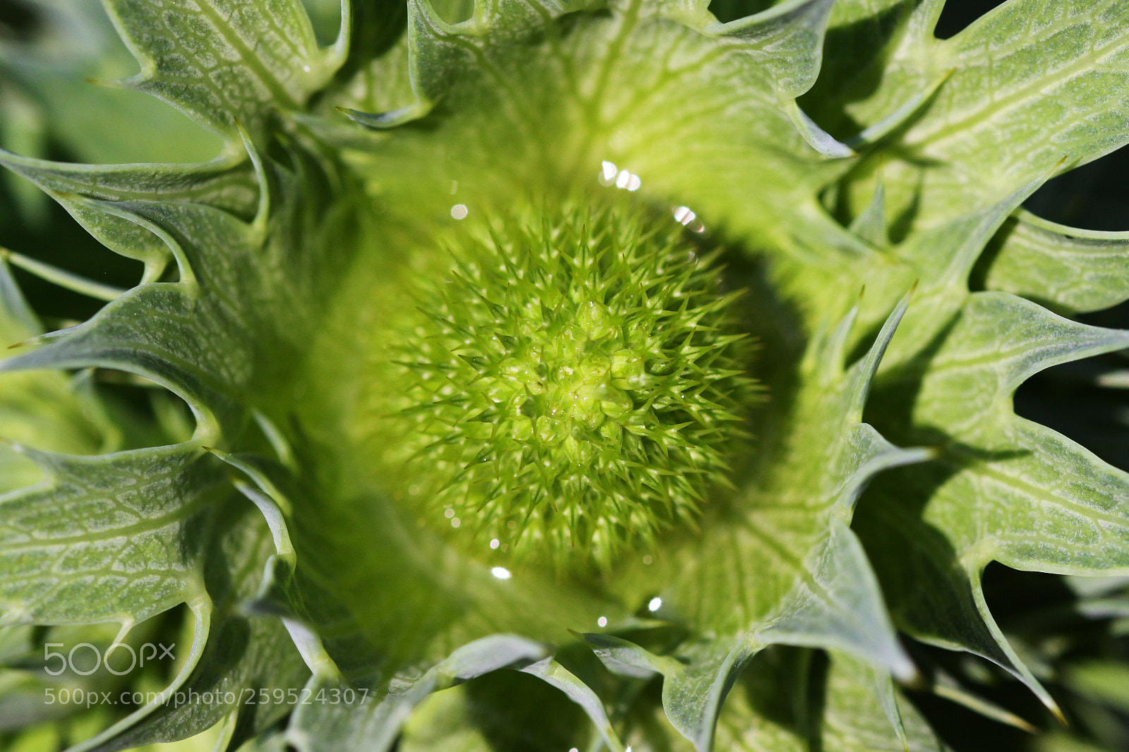 Canon EOS 50D sample photo. Green photography