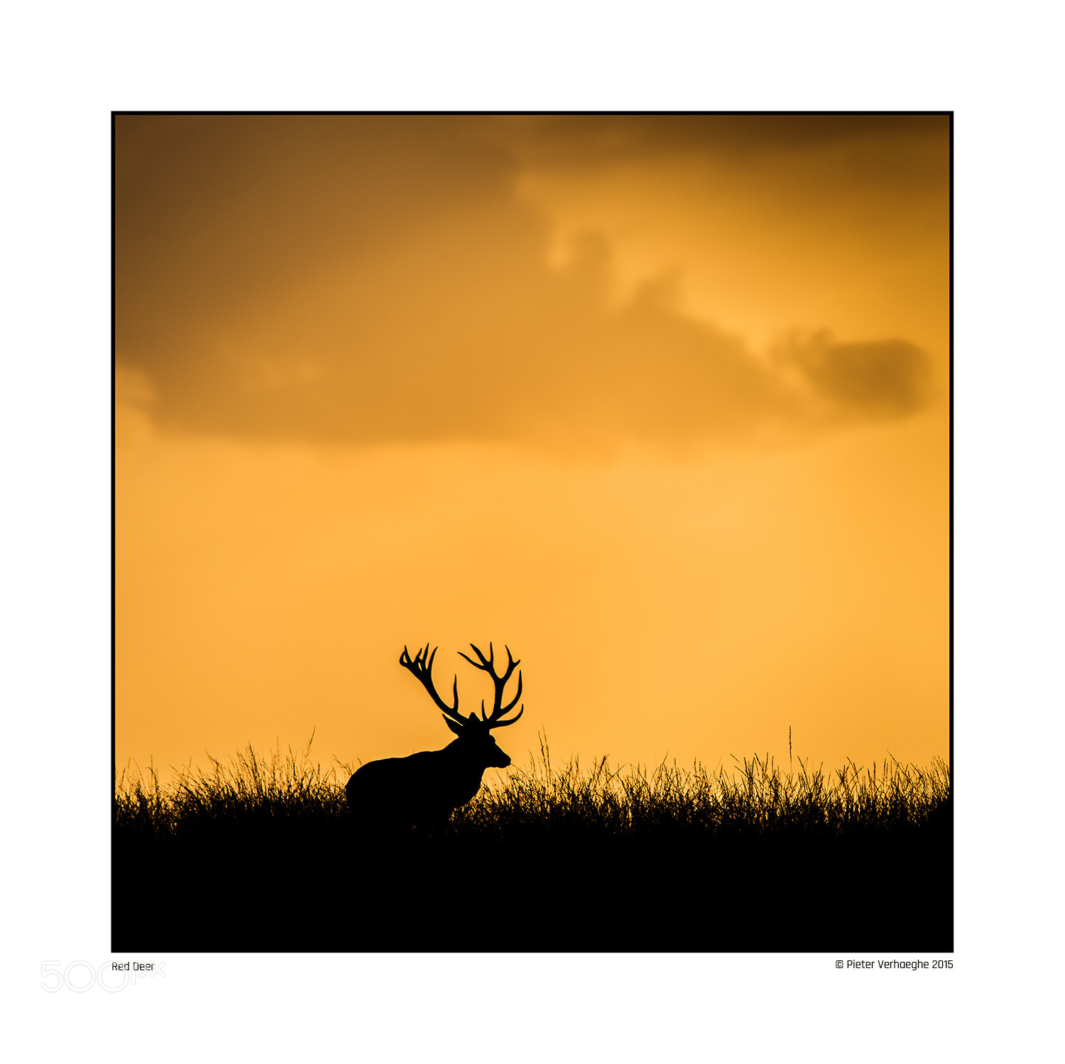 Nikon D810 sample photo. Red deer photography
