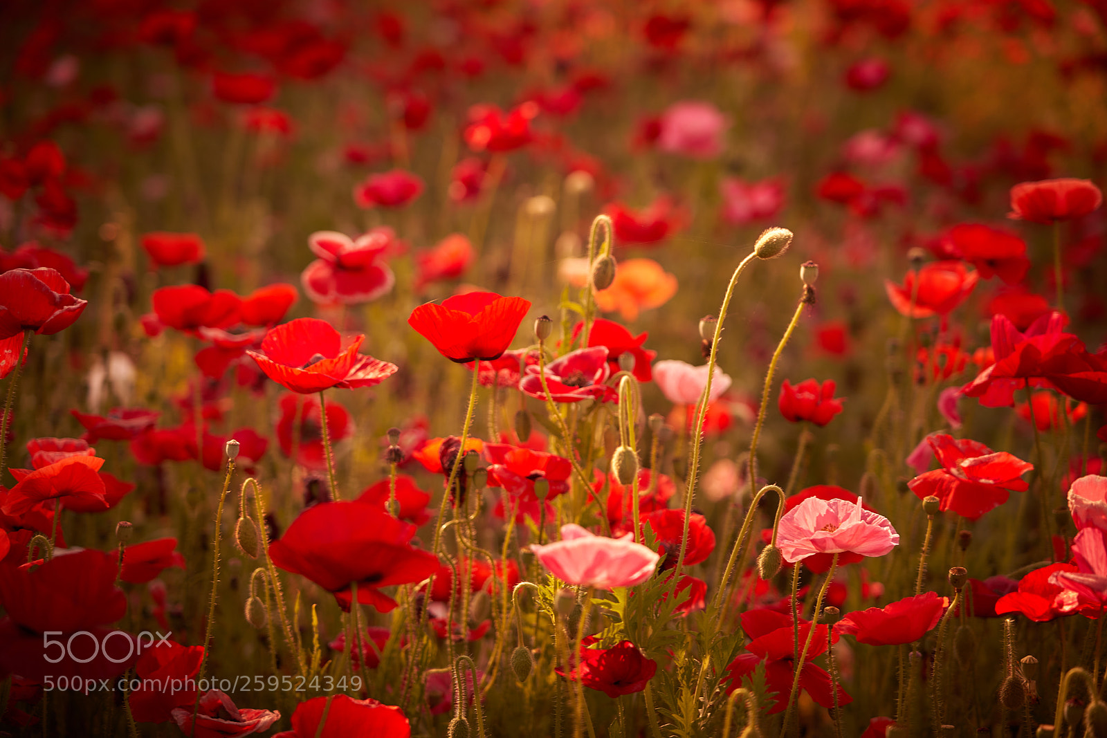 Sony a7 III sample photo. Field of poppy photography