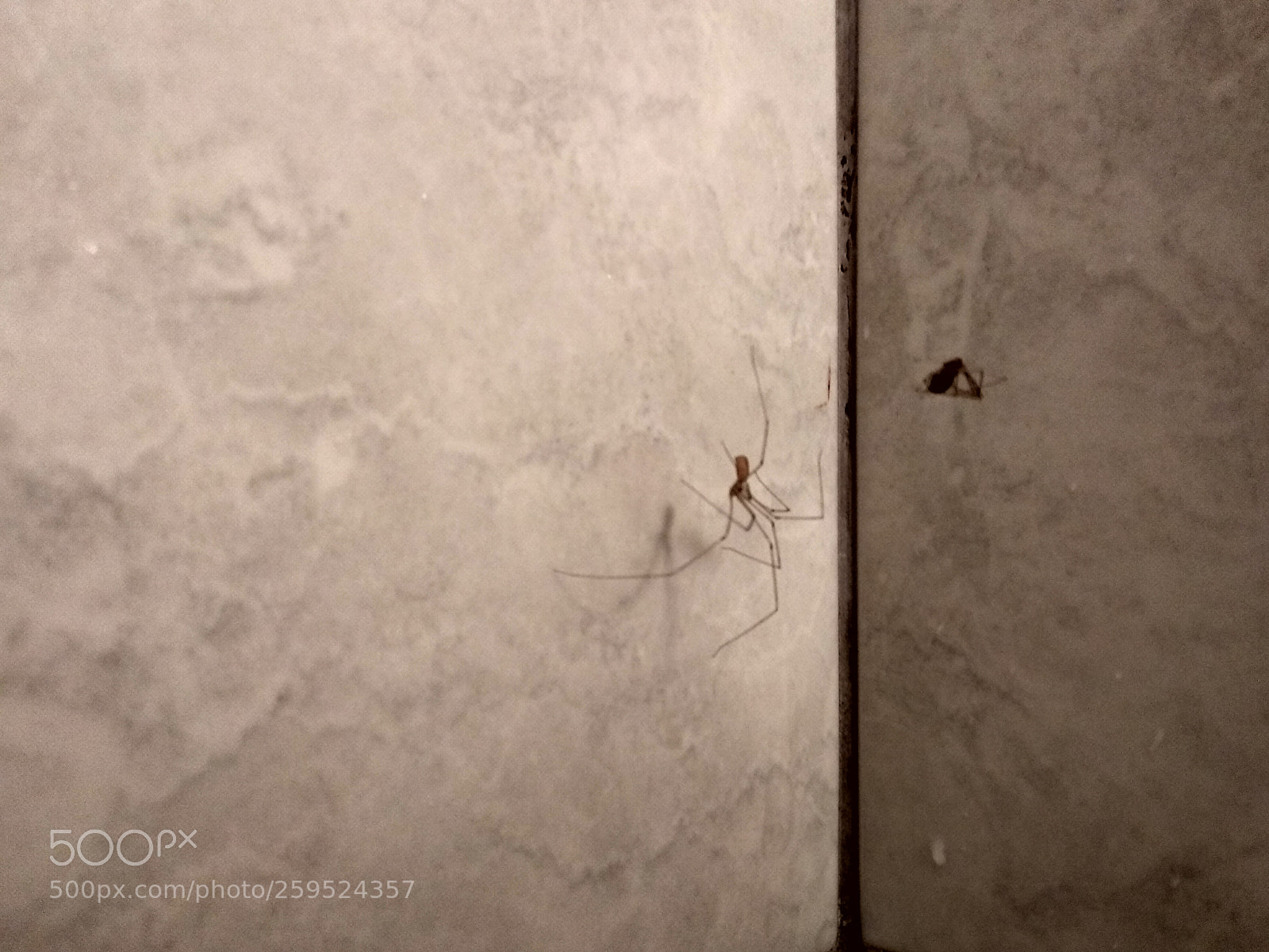 Xiaomi Mi A1 sample photo. Bathroom attenborough photography