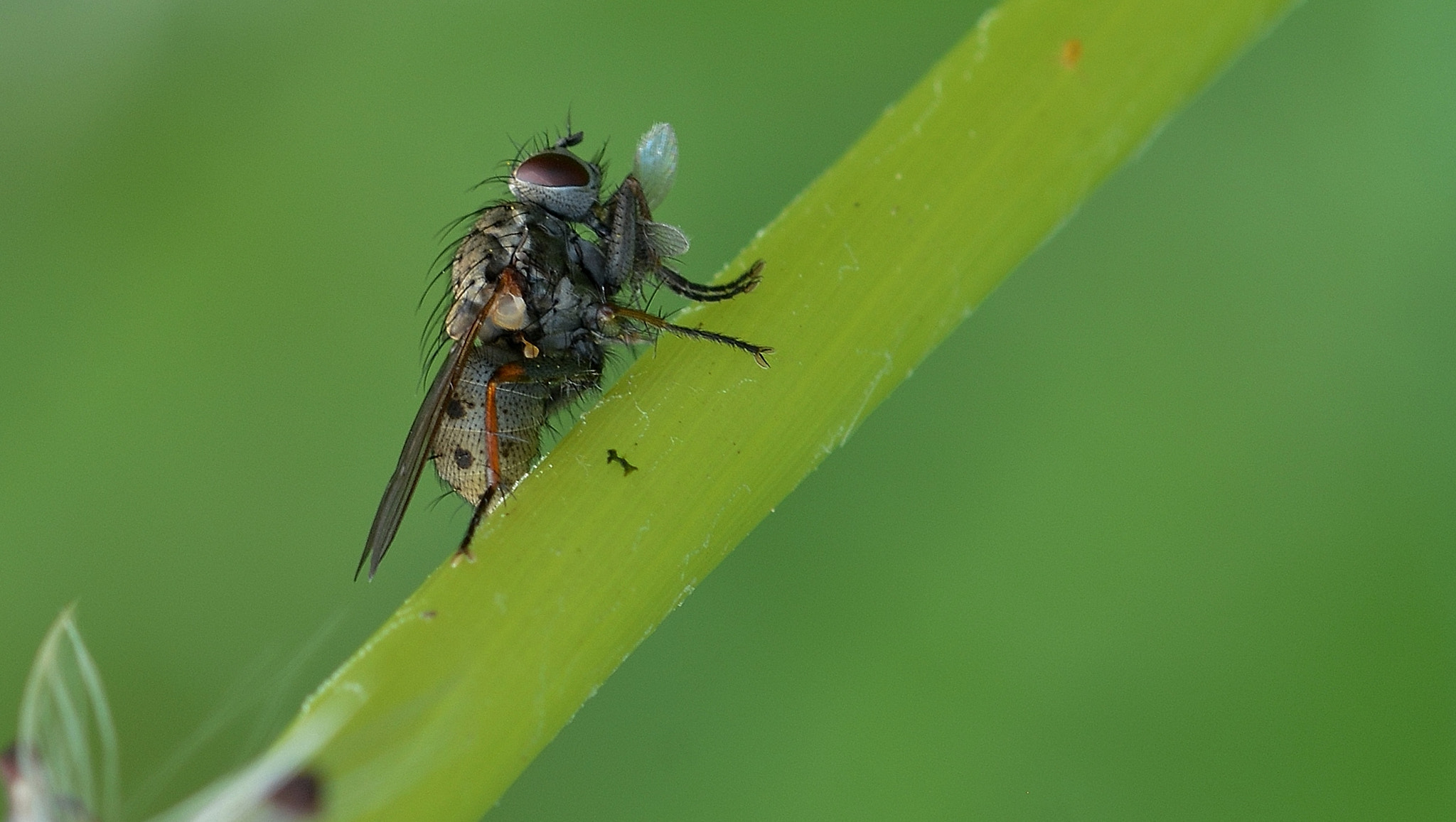 Sigma 105mm F2.8 EX DG OS HSM sample photo. Mouche photography
