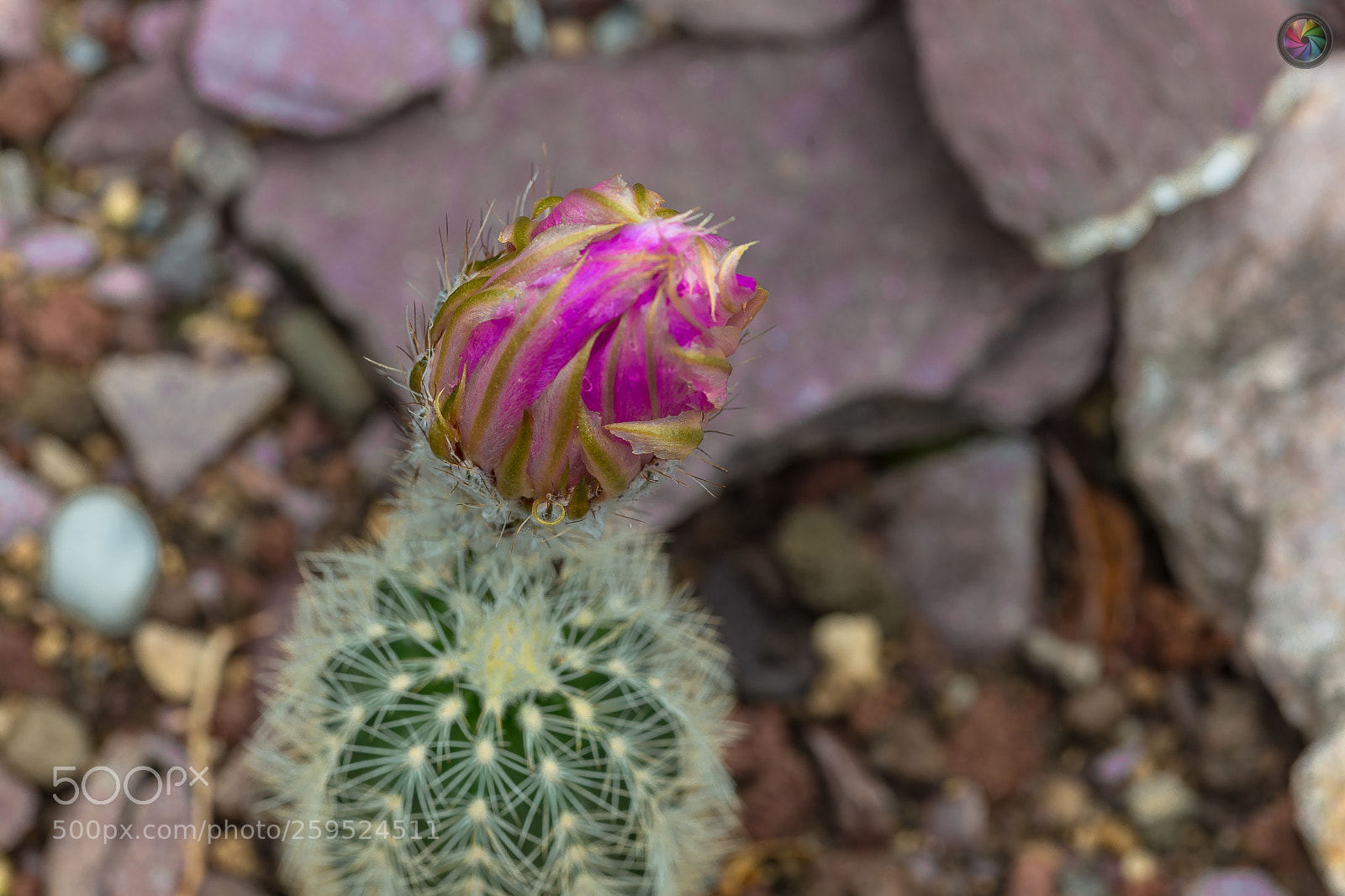 Sony SLT-A99V sample photo. Botanischen gartens st.gallen photography