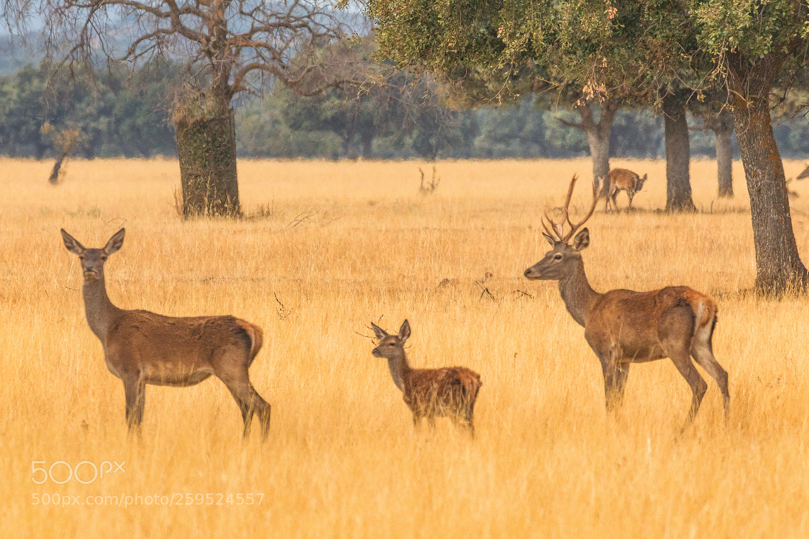 Canon EOS 80D sample photo. Deer photography