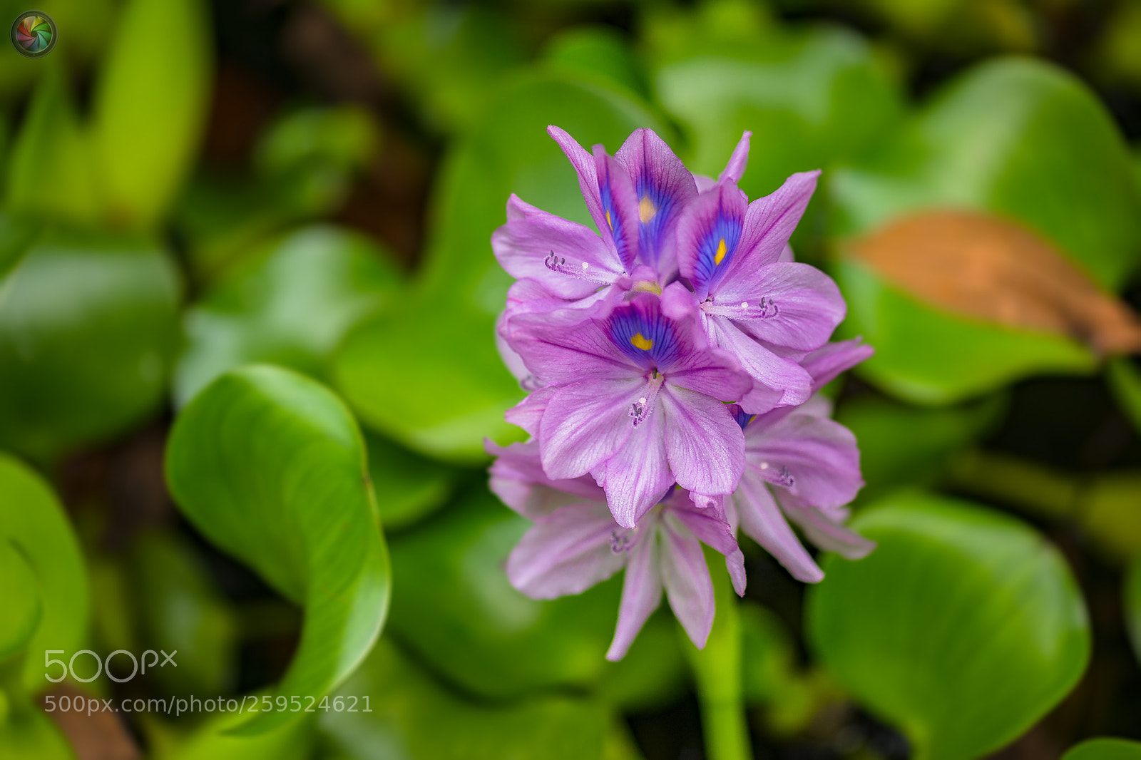 Sony SLT-A99V sample photo. Botanischen gartens st.gallen photography