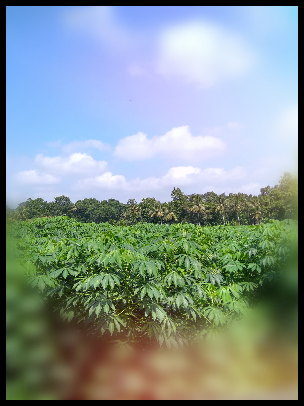 Xiaomi MI MAX sample photo. Cassava farm photography