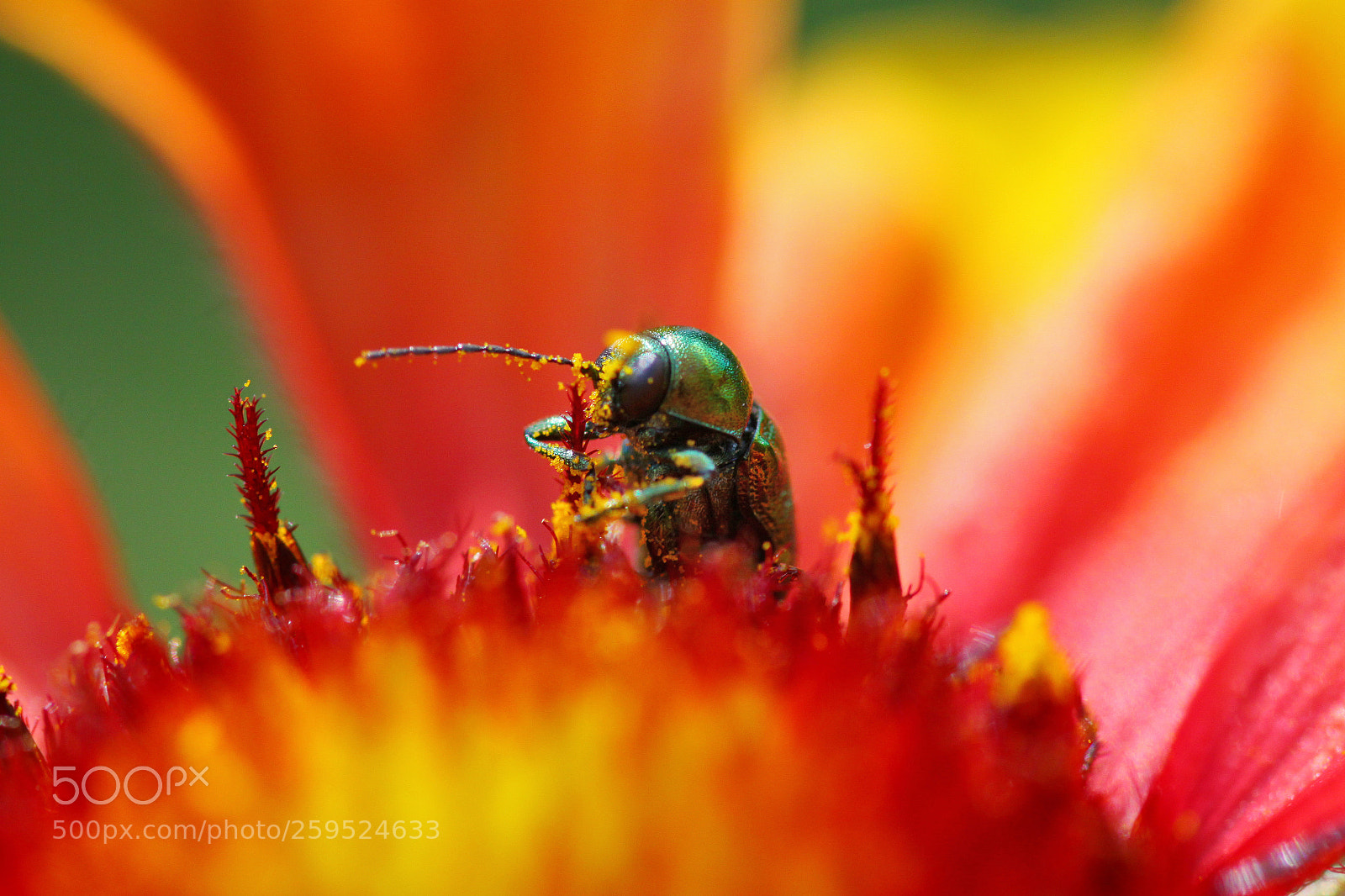 Canon EOS 50D sample photo. Snacking photography