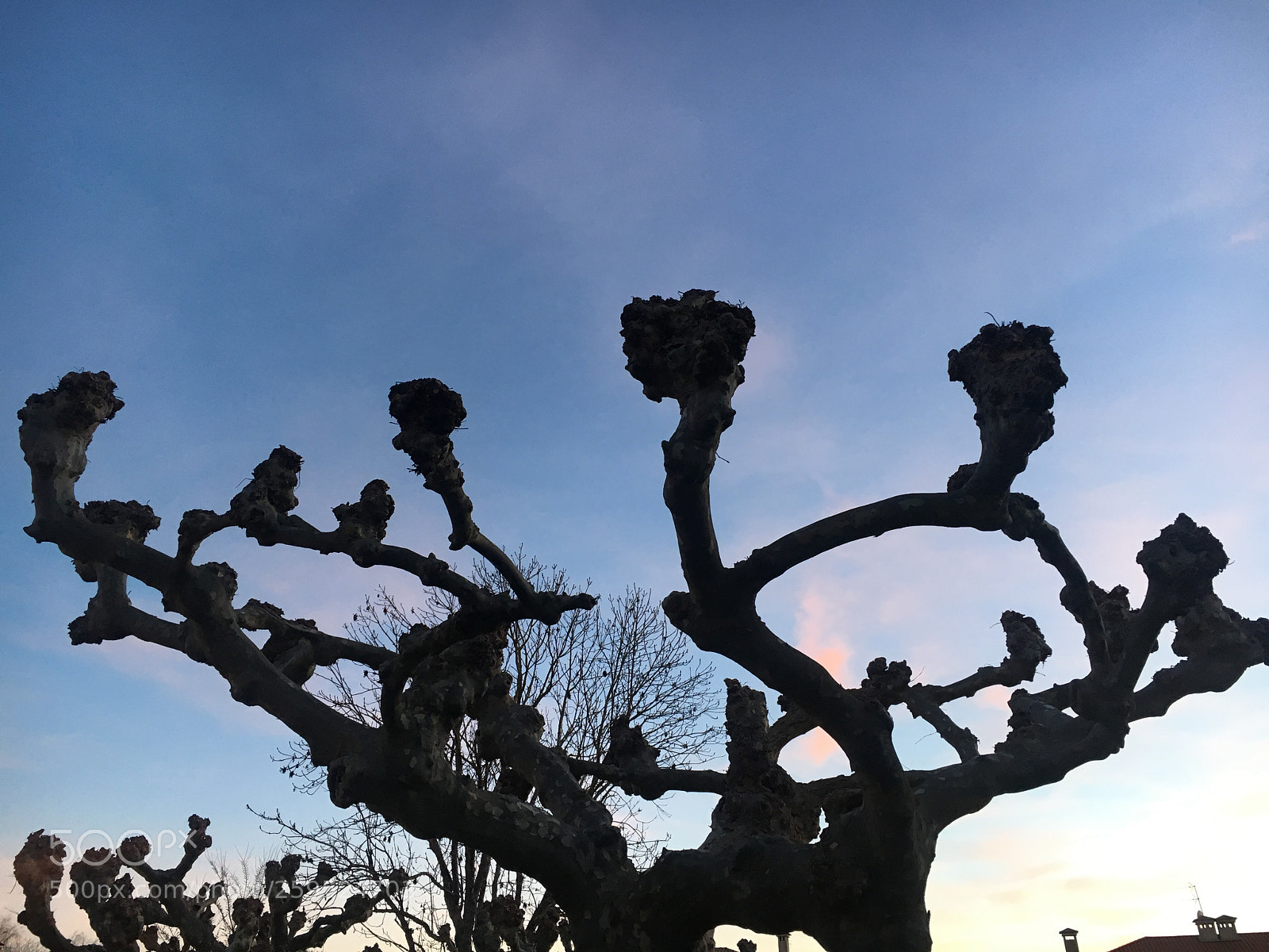 Apple iPhone 6s sample photo. Tree photography