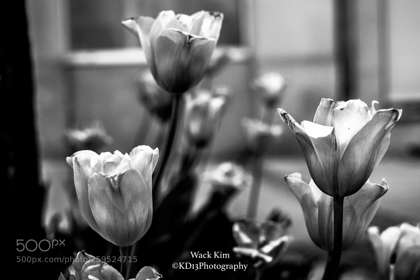 Nikon D5300 sample photo. Tulips photography