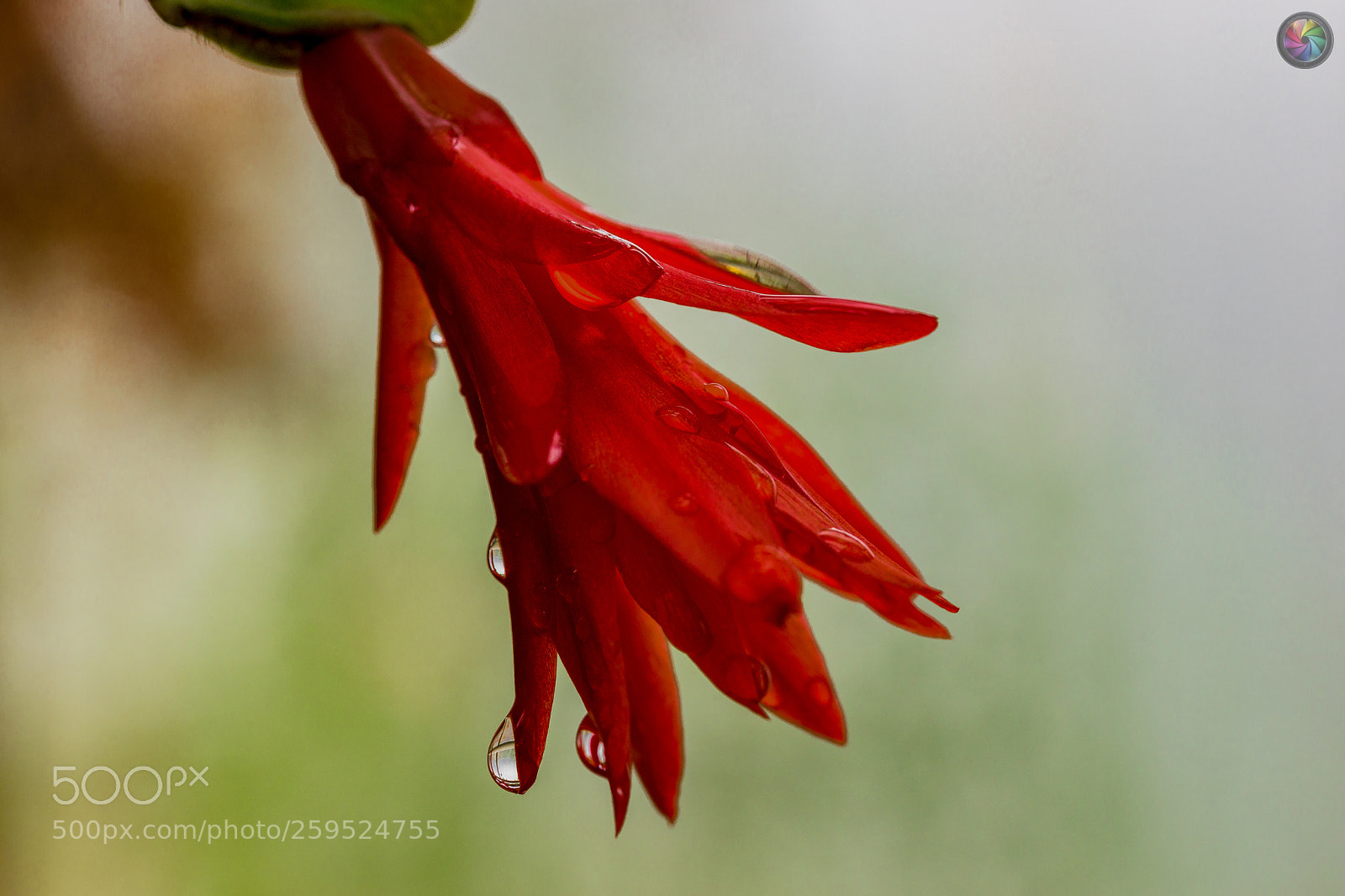 Sony SLT-A99V sample photo. Botanischen gartens st.gallen photography