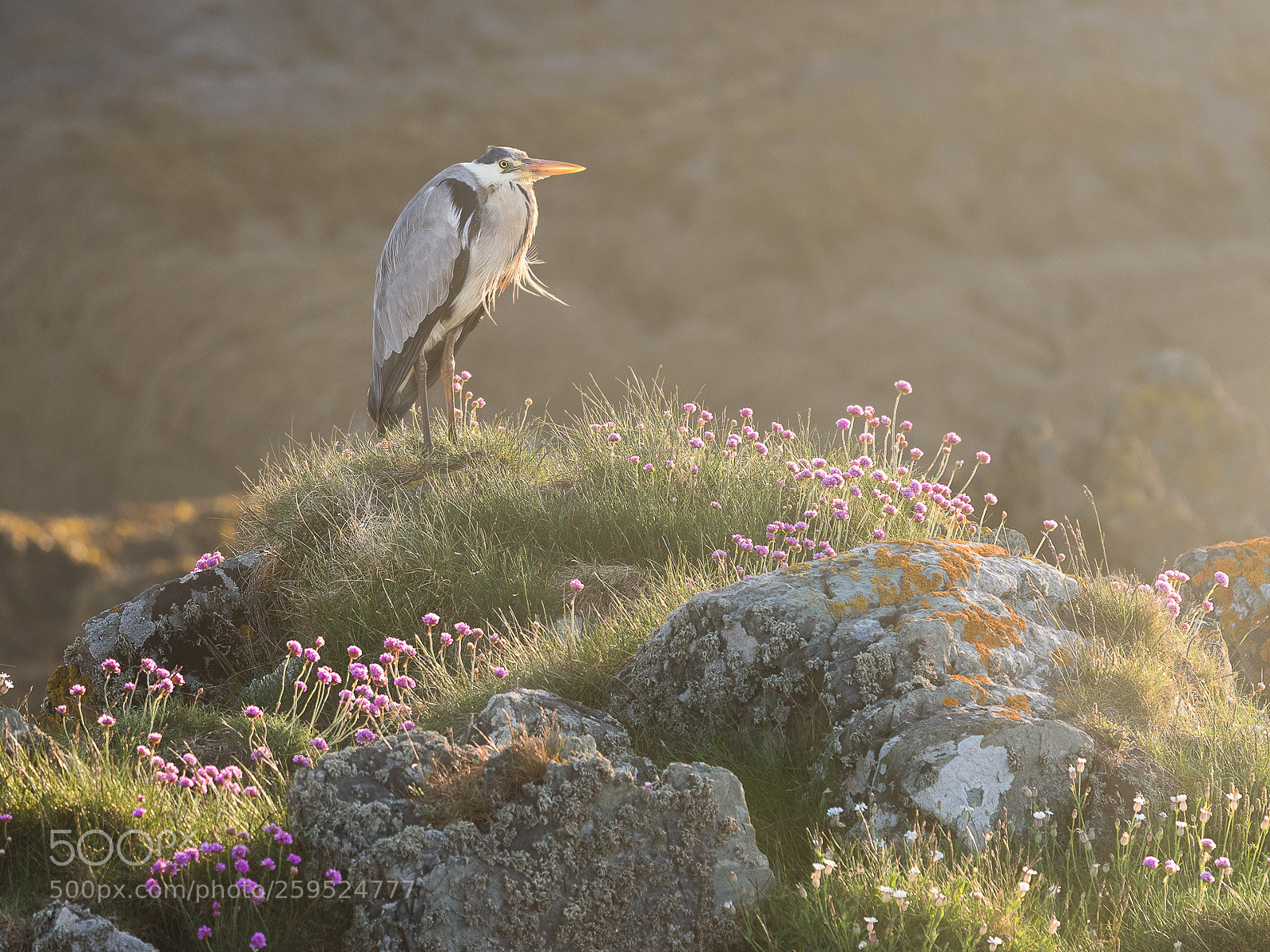 Nikon D810 sample photo. Early morning sun photography