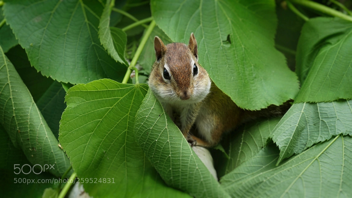 Sony a6300 sample photo. Chipmunk playing hide and photography
