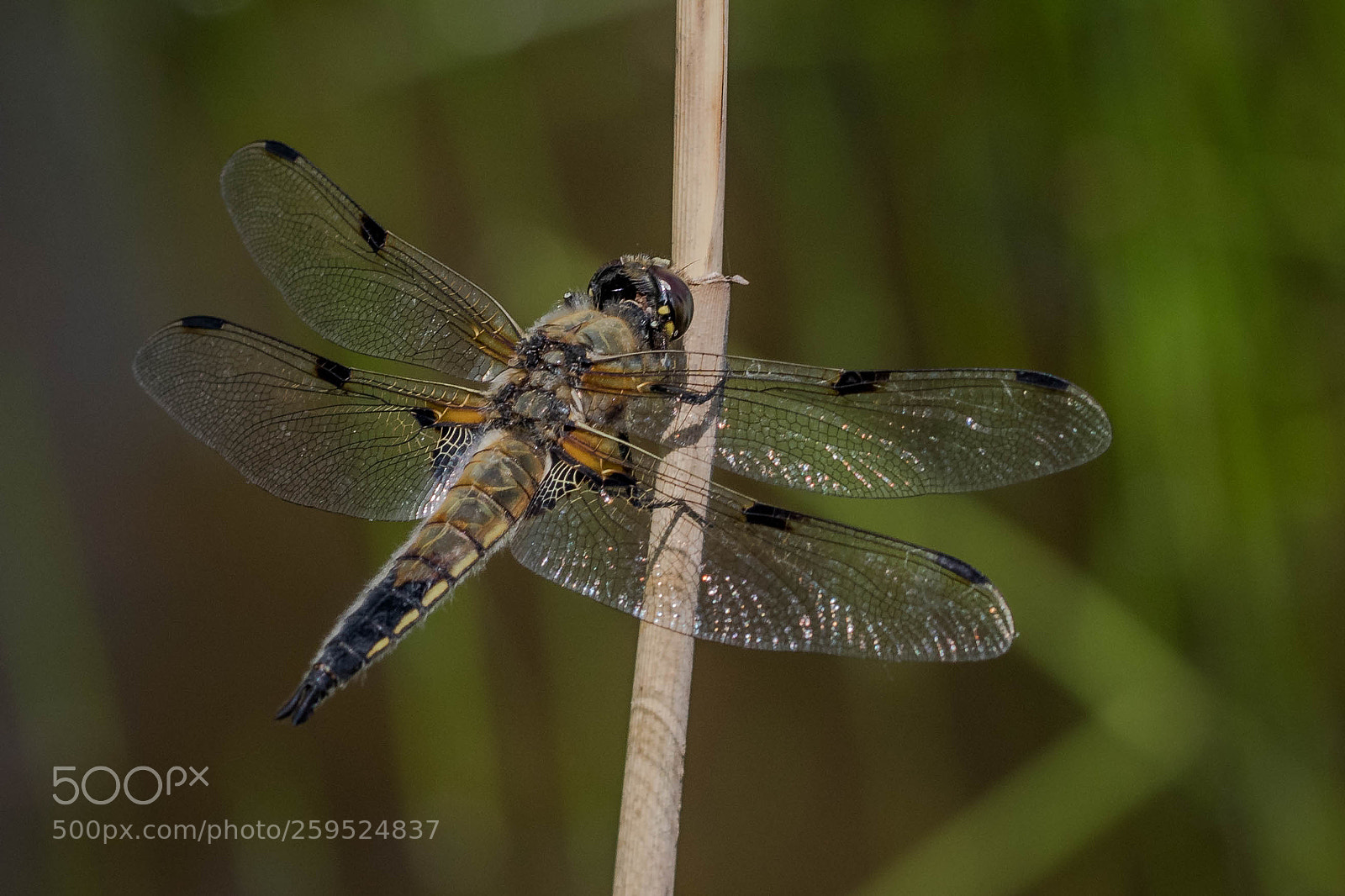 Canon EOS 80D sample photo. Dragonfly - libelle photography