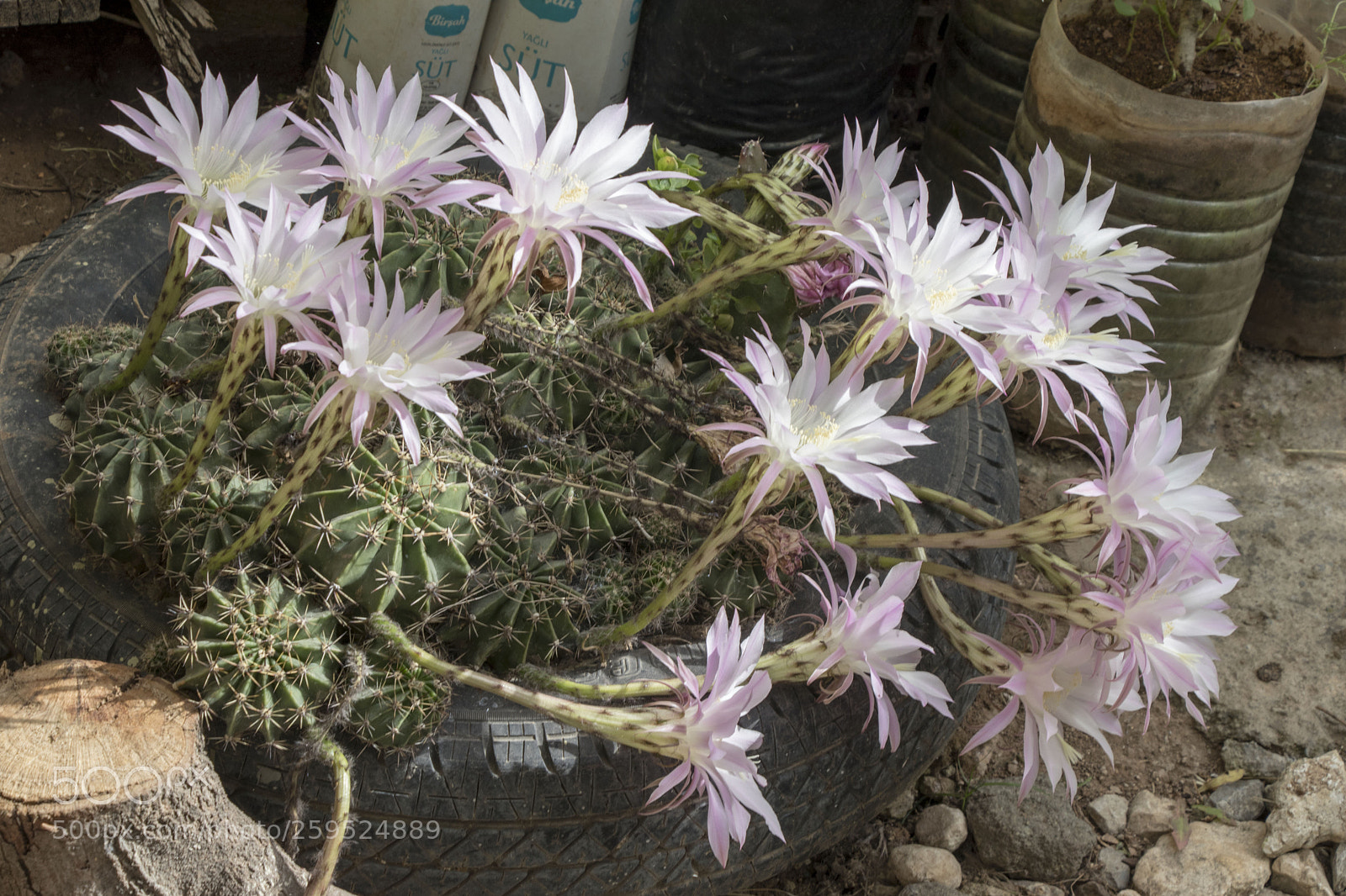 Canon EOS 77D (EOS 9000D / EOS 770D) sample photo. Cactus photography