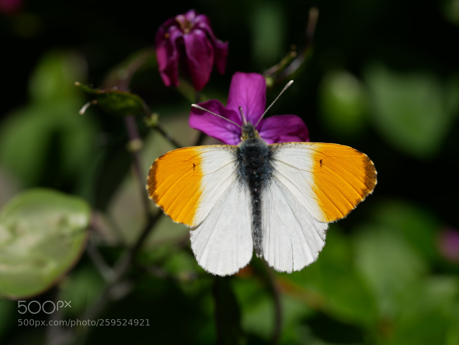 Panasonic Lumix DMC-GX85 (Lumix DMC-GX80 / Lumix DMC-GX7 Mark II) sample photo. Orange tip butterfly photography