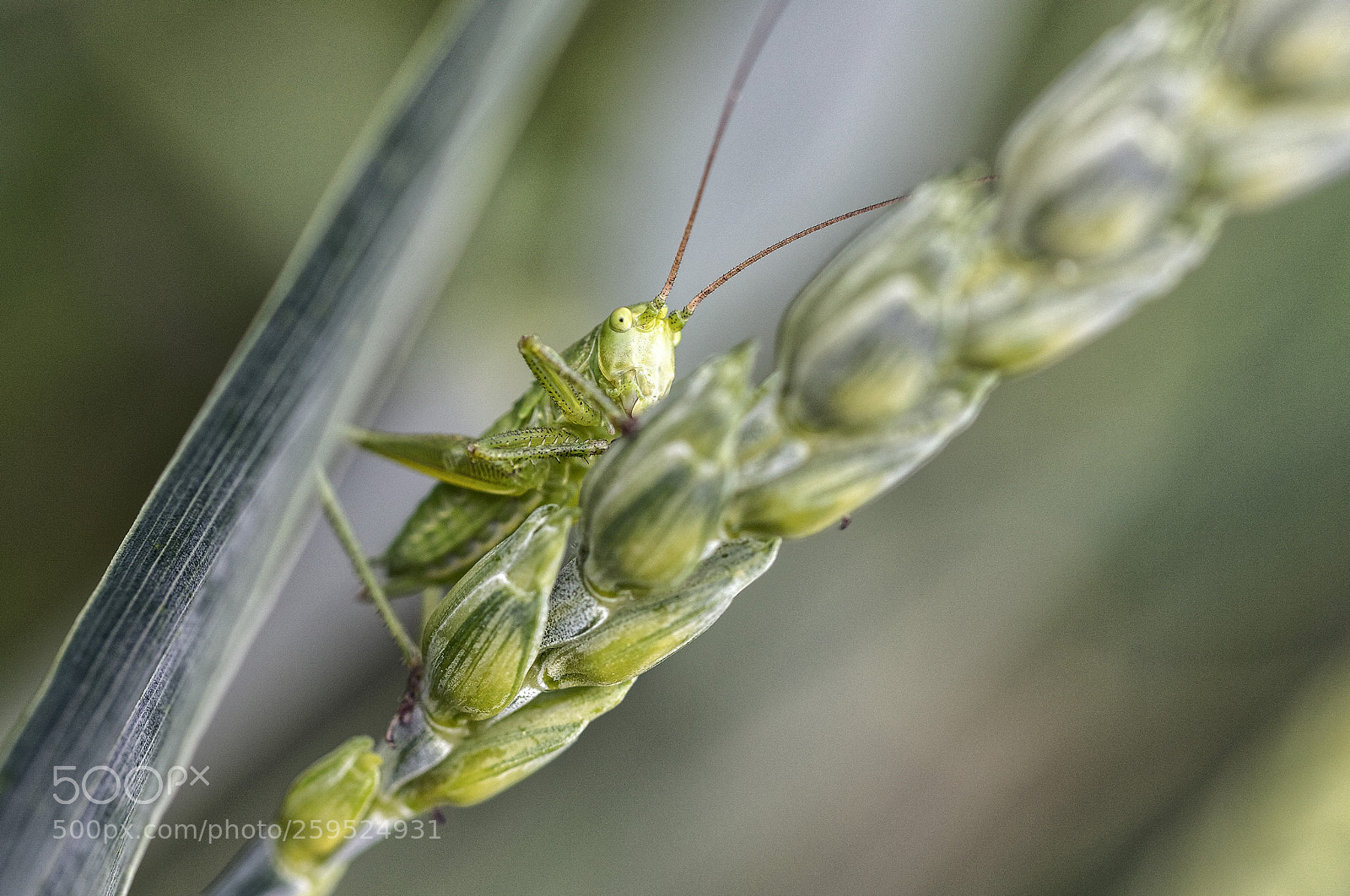 Canon EOS 6D Mark II sample photo. Grasshopper on wheat photography