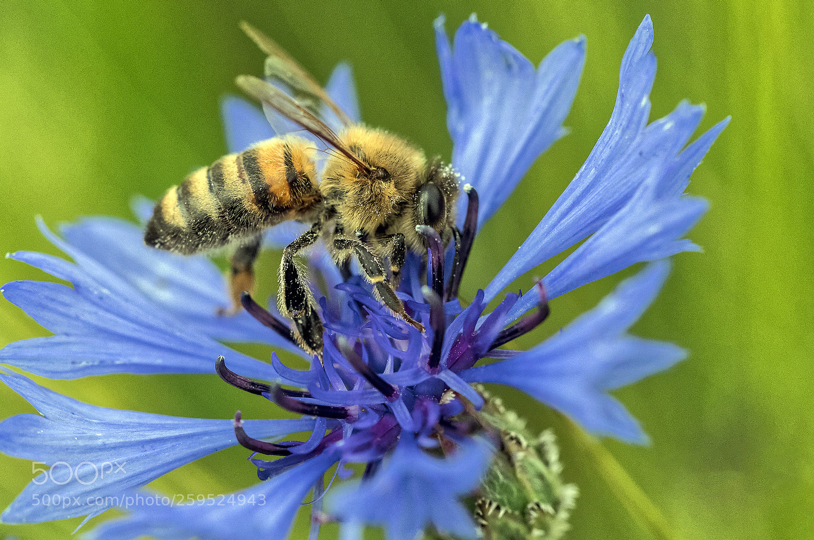 Canon EOS 6D Mark II sample photo. Bee on cornflower photography