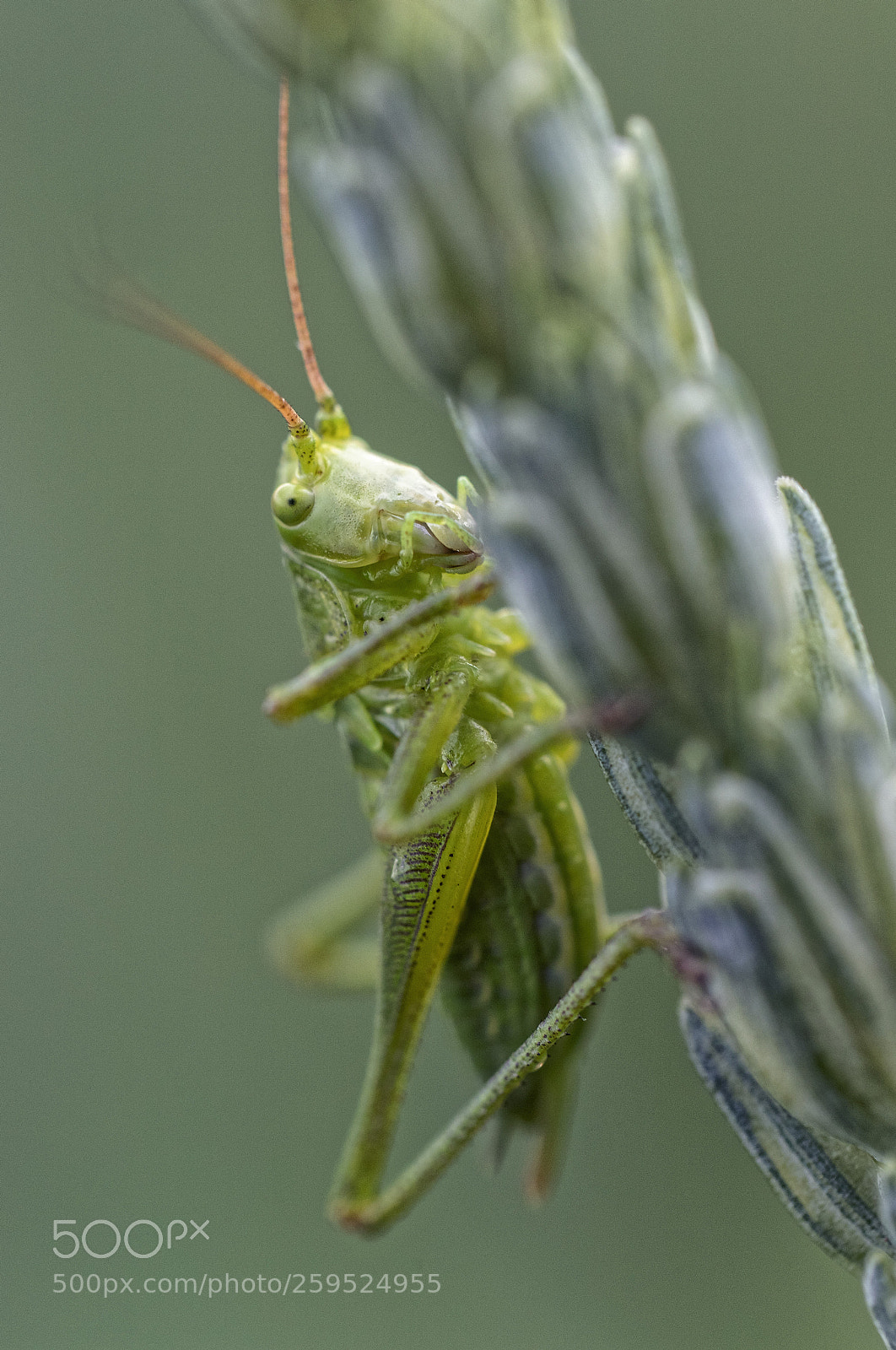 Canon EOS 6D Mark II sample photo. Grasshopper playing hide and photography
