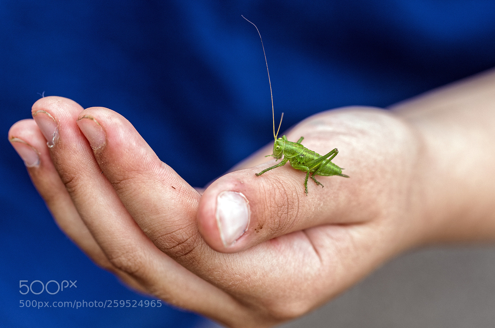 Canon EOS 6D Mark II sample photo. Adopted grasshopper photography