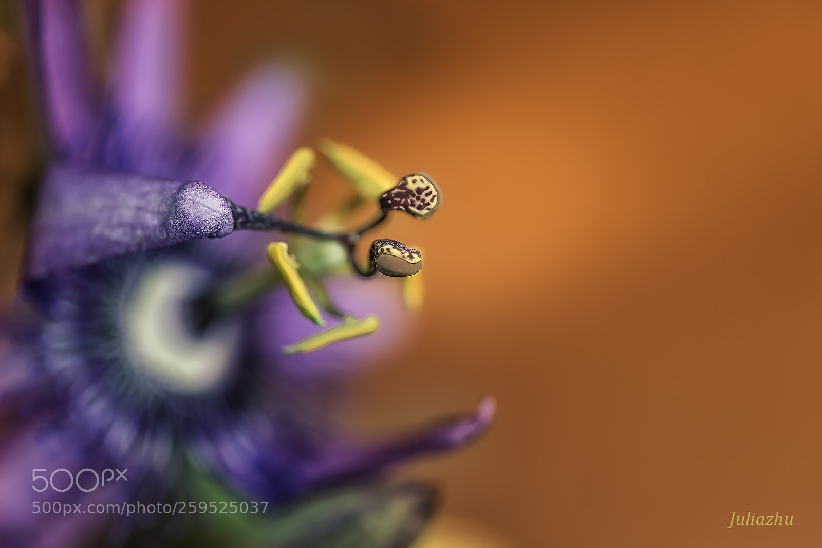 Canon EOS 5D Mark IV sample photo. Flower photography