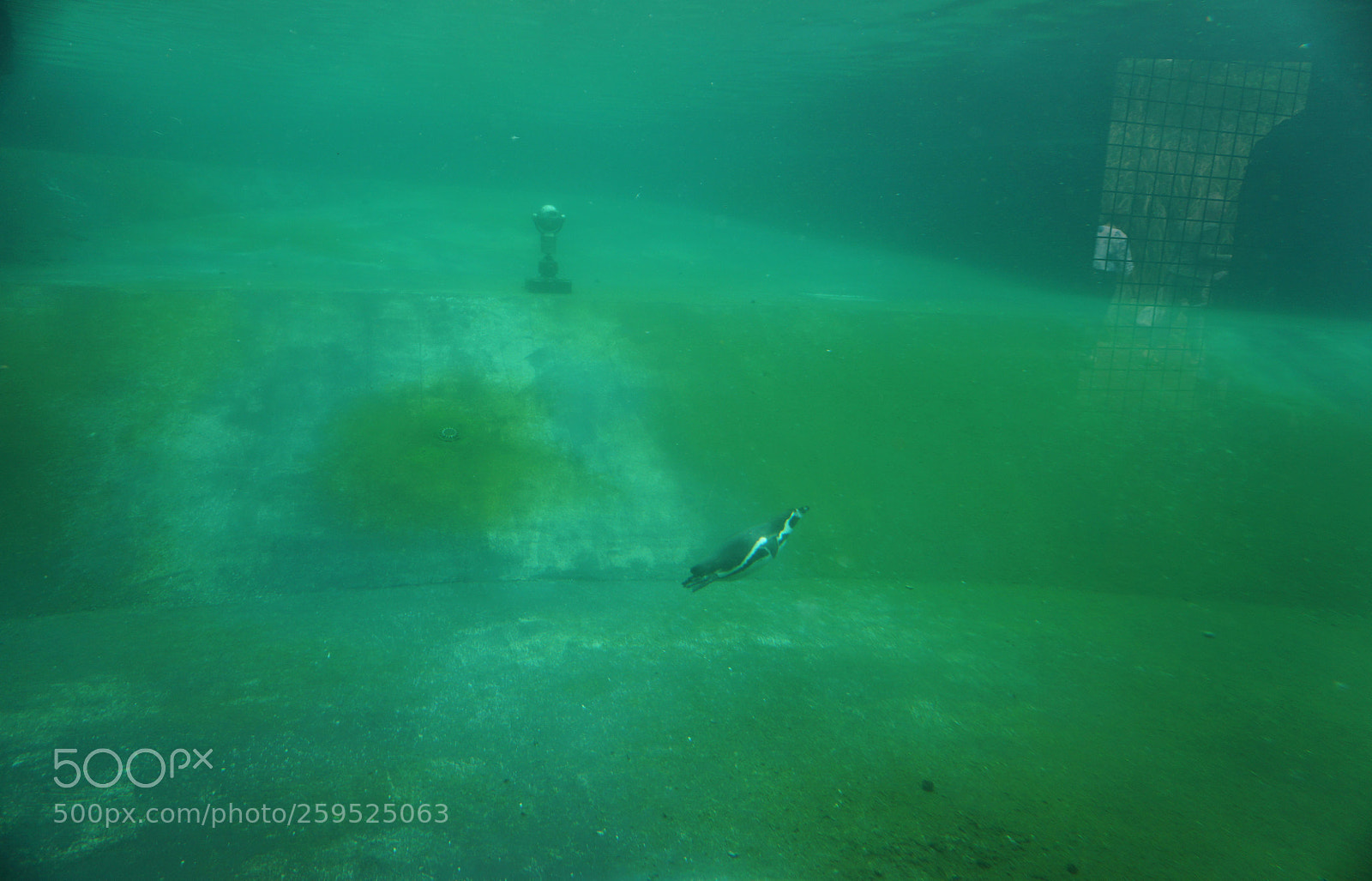 Sony a6000 sample photo. Underwater photography