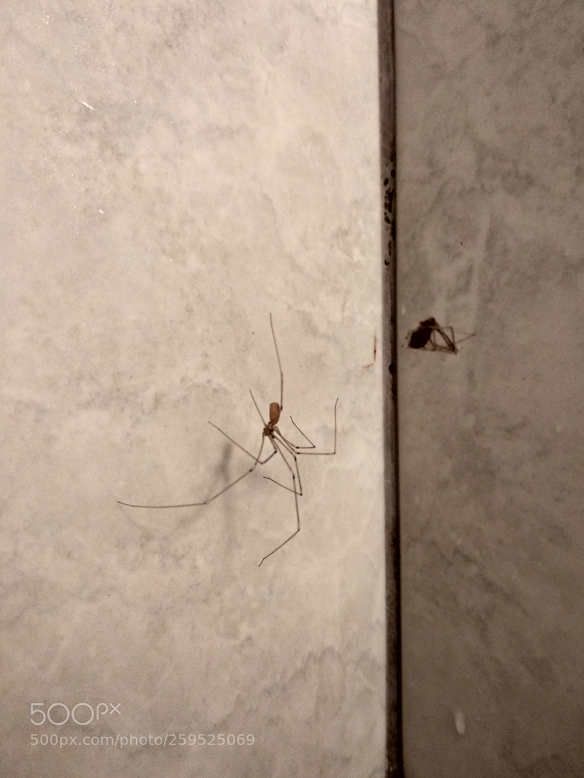 Xiaomi Mi A1 sample photo. Spider kill photography