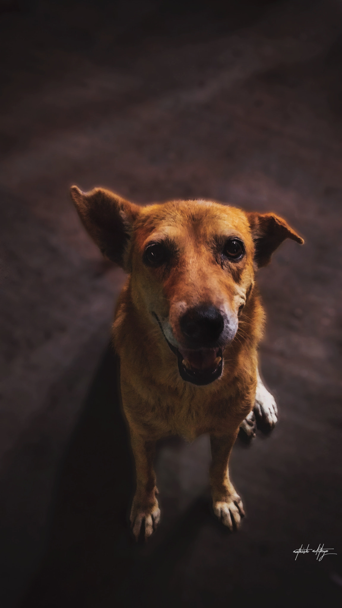 OnePlus 2 sample photo. Dog photography