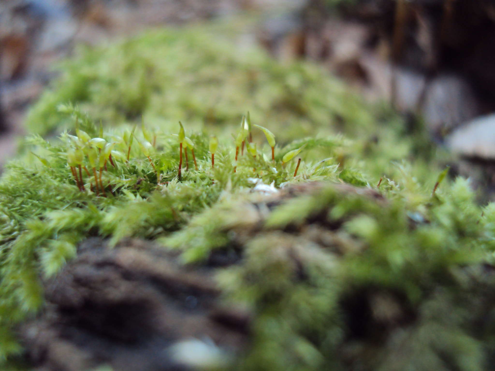 Sony DSC-W180 sample photo. Moss in details photography