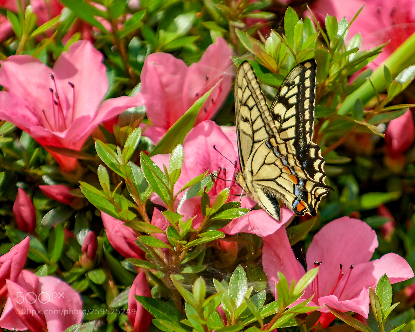 Nikon D500 sample photo. Swallowtail photography