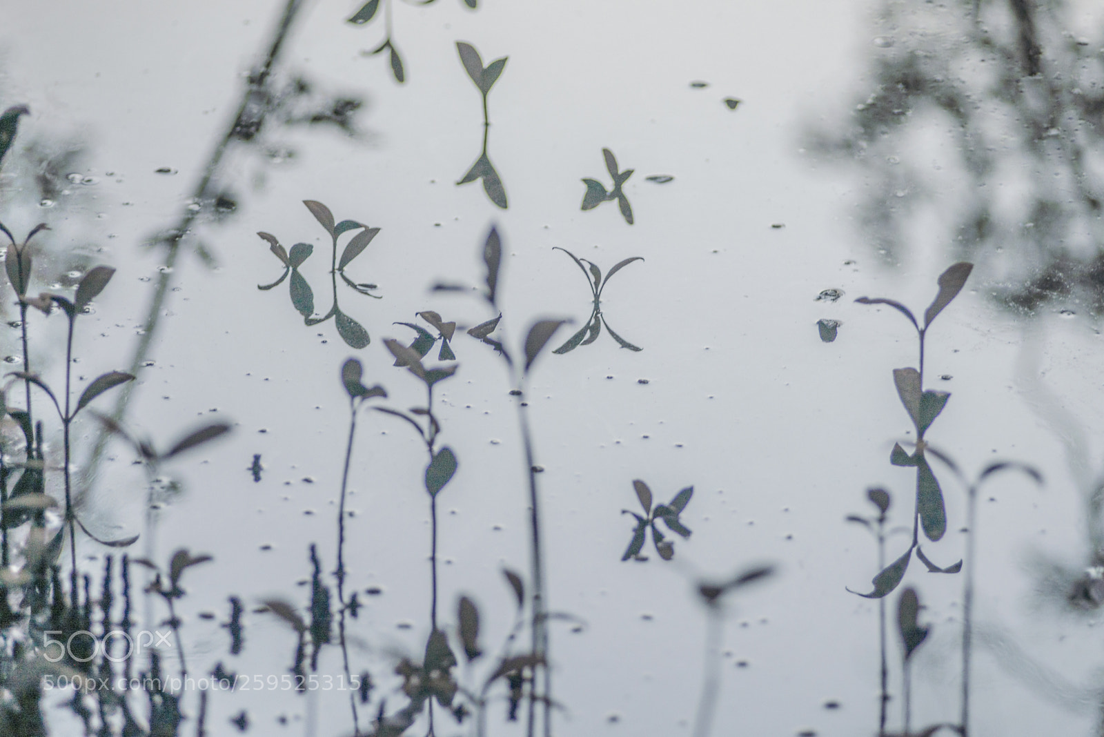 Nikon D600 sample photo. Mangrove buds photography