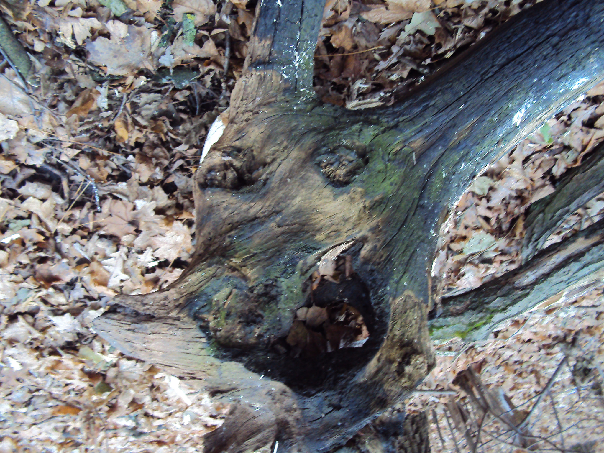 Sony DSC-W180 sample photo. Mad stump photography