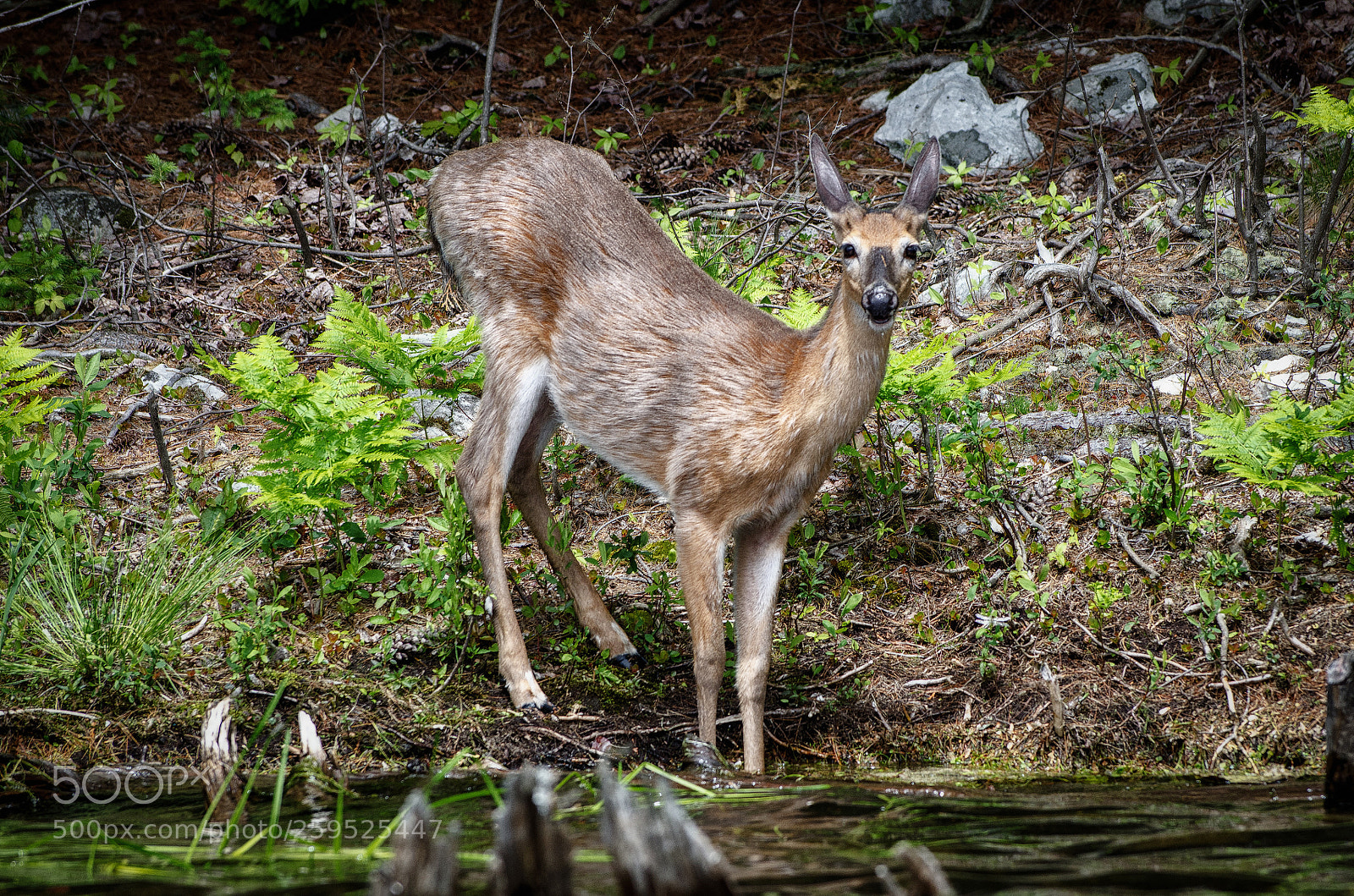 Nikon D7000 sample photo. Deer photography