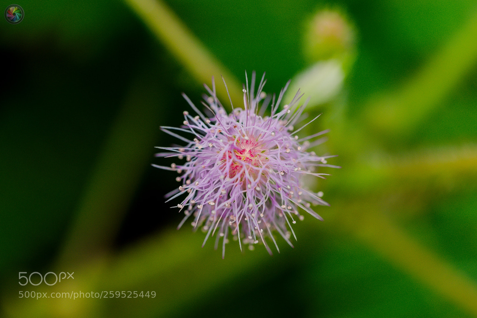 Sony SLT-A99V sample photo. Botanischen gartens st.gallen photography