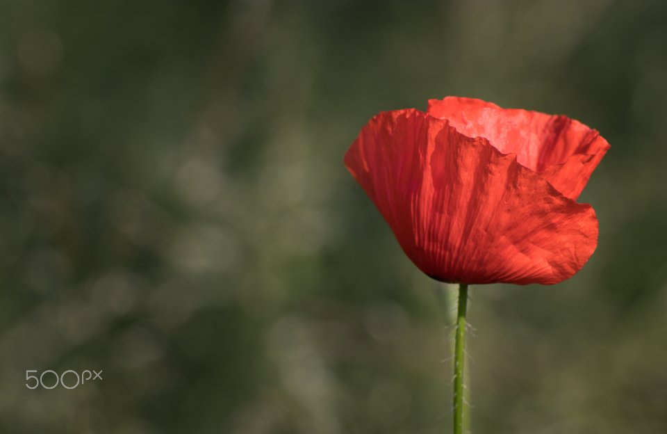 Canon EOS 80D sample photo. Papaver rhoeas photography
