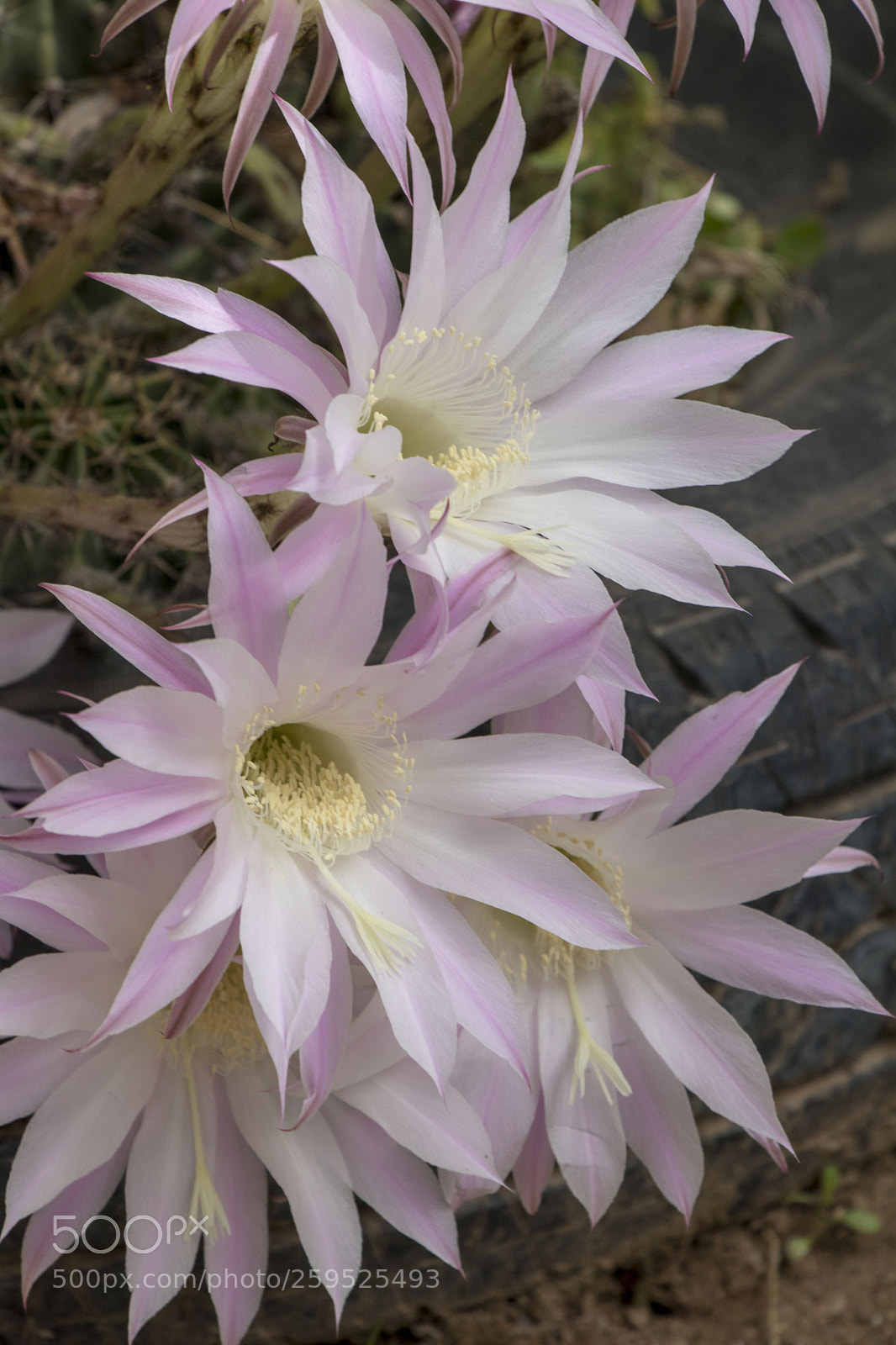 Canon EOS 77D (EOS 9000D / EOS 770D) sample photo. Beatiful photography