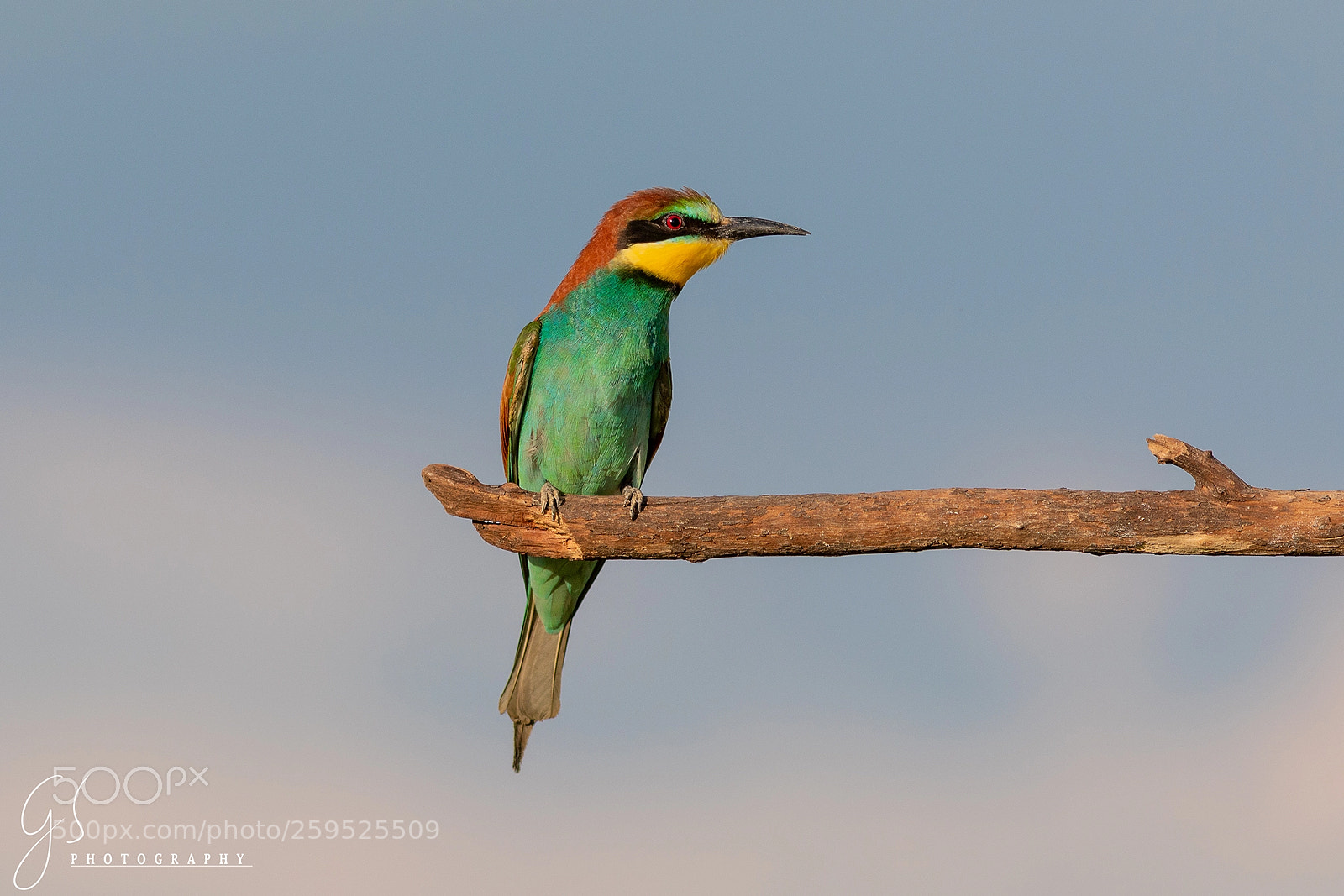 Canon EOS 5D Mark IV sample photo. European bee-eater photography