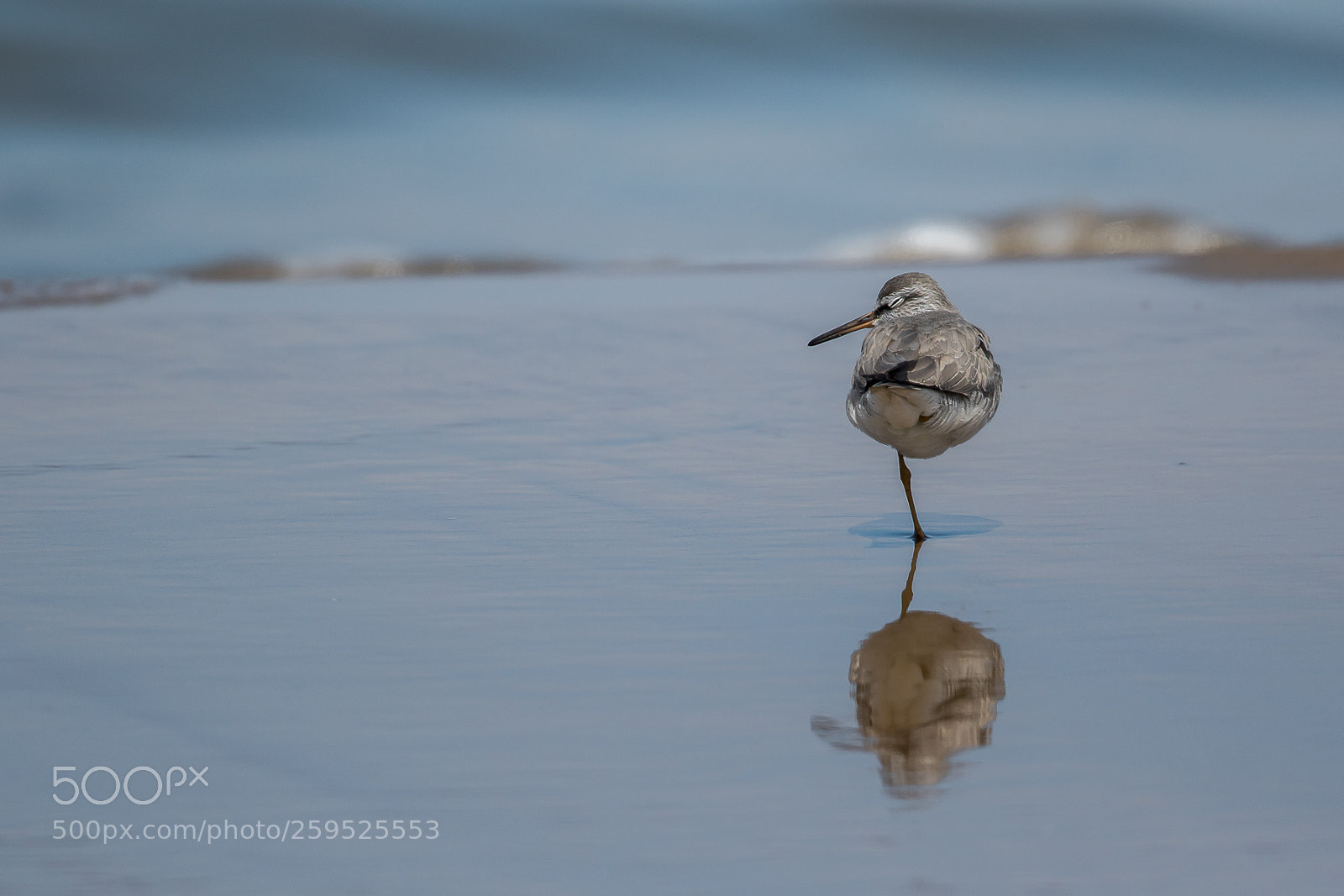 Canon EOS 7D Mark II sample photo. Doze off(grey-tailed tattler) photography