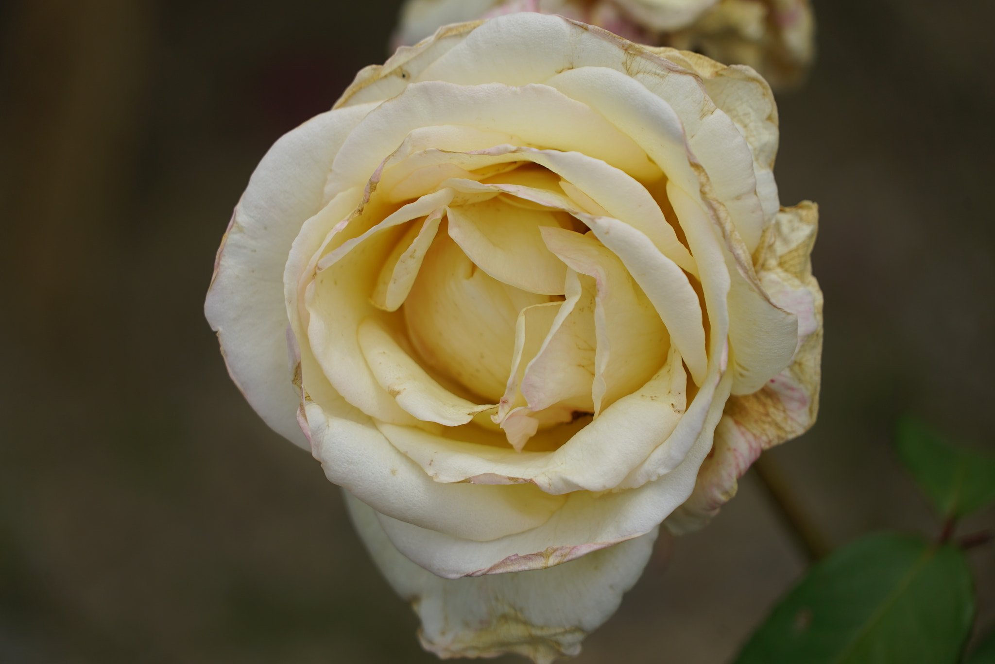Sony FE 24-240mm F3.5-6.3 OSS sample photo. White rose photography