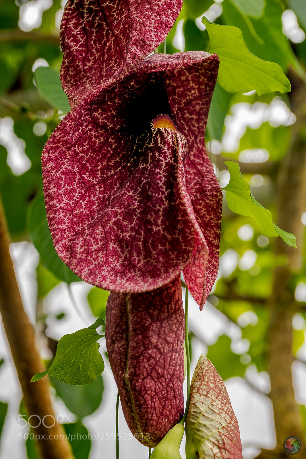 Sony SLT-A99V sample photo. Botanischen gartens st.gallen photography