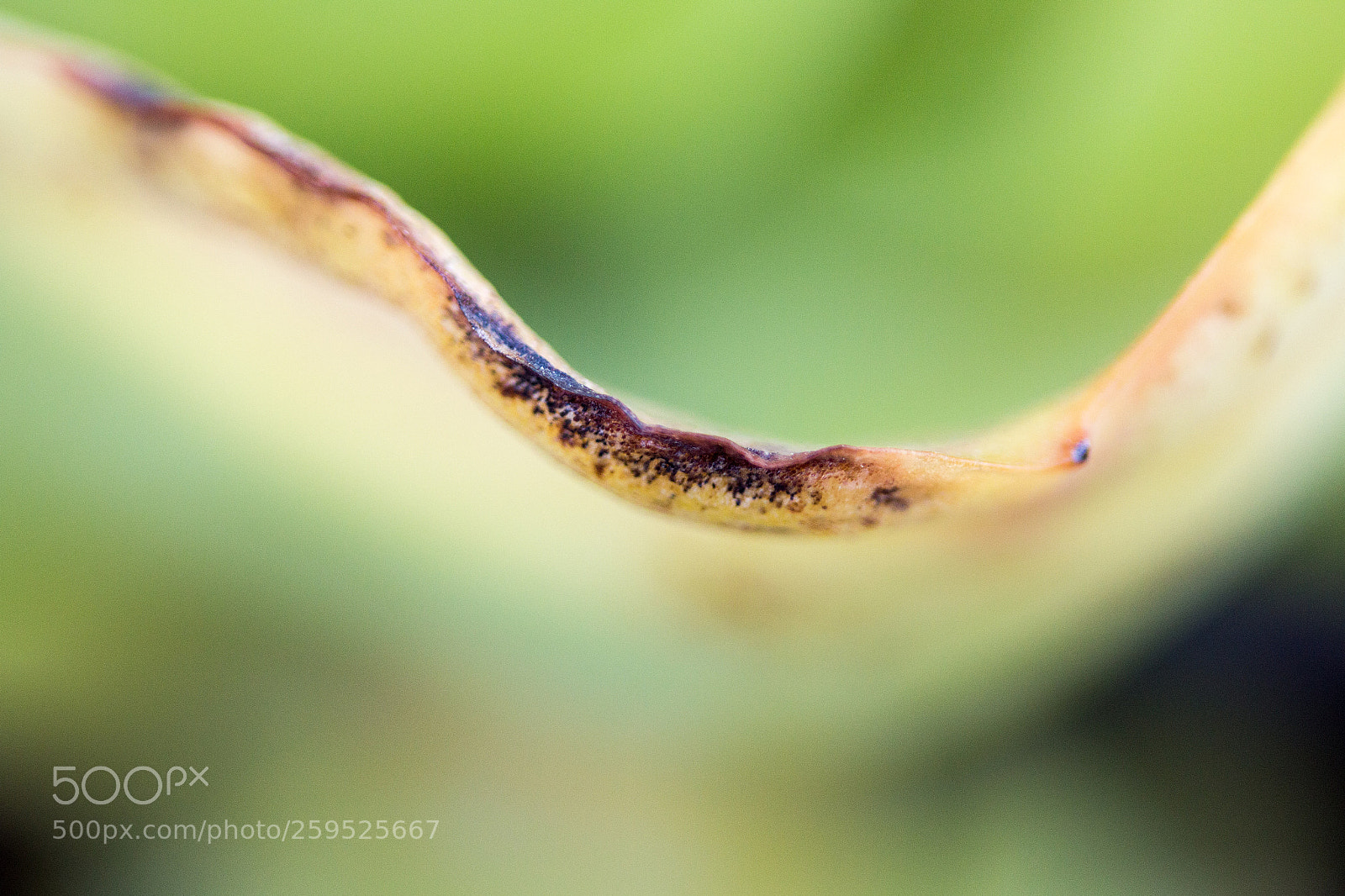 Canon EOS 70D sample photo. Leaves photography