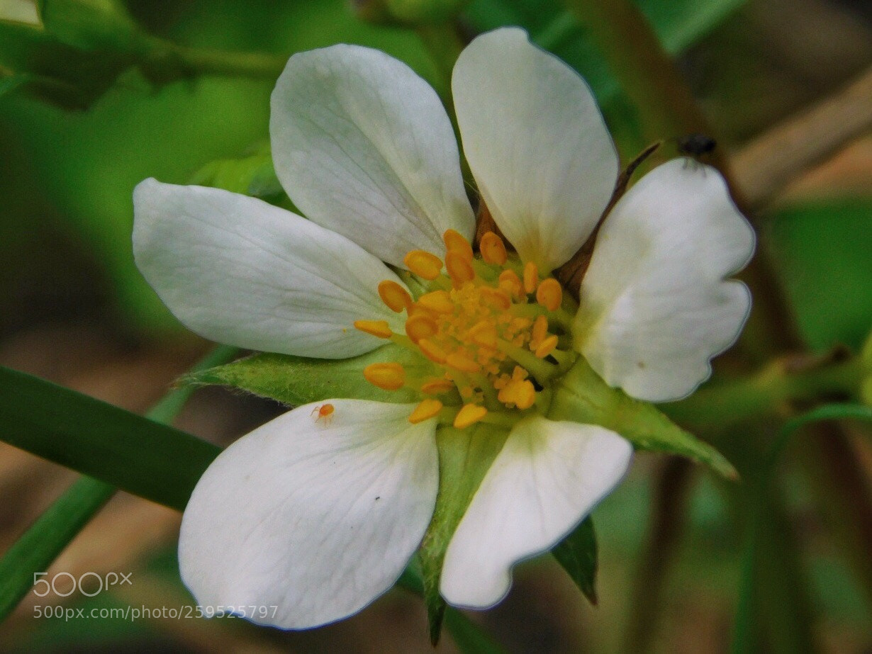 Nikon Coolpix B500 sample photo. Little flower photography