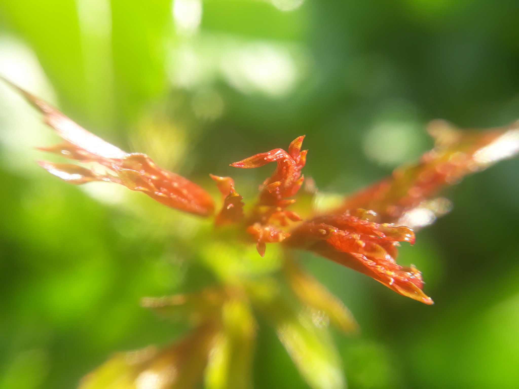 Samsung Galaxy A3(2017) sample photo. Red art photography