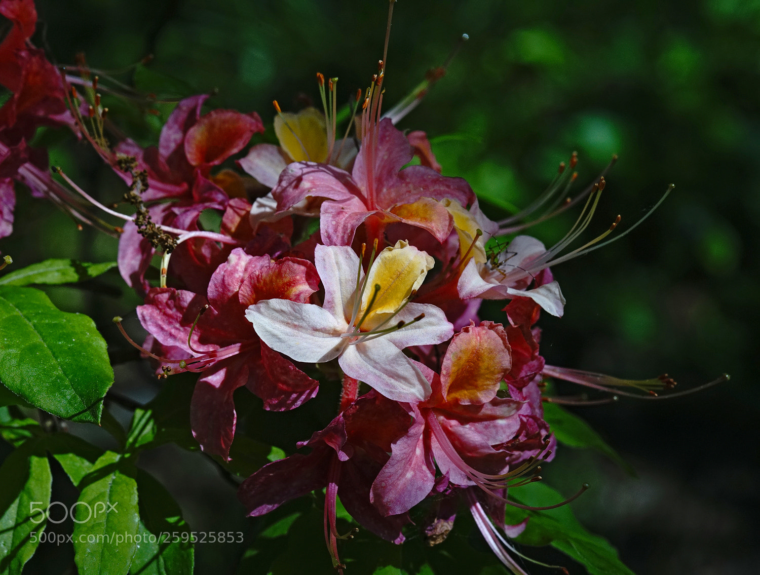Sony a7R II sample photo. Non-conformist photography