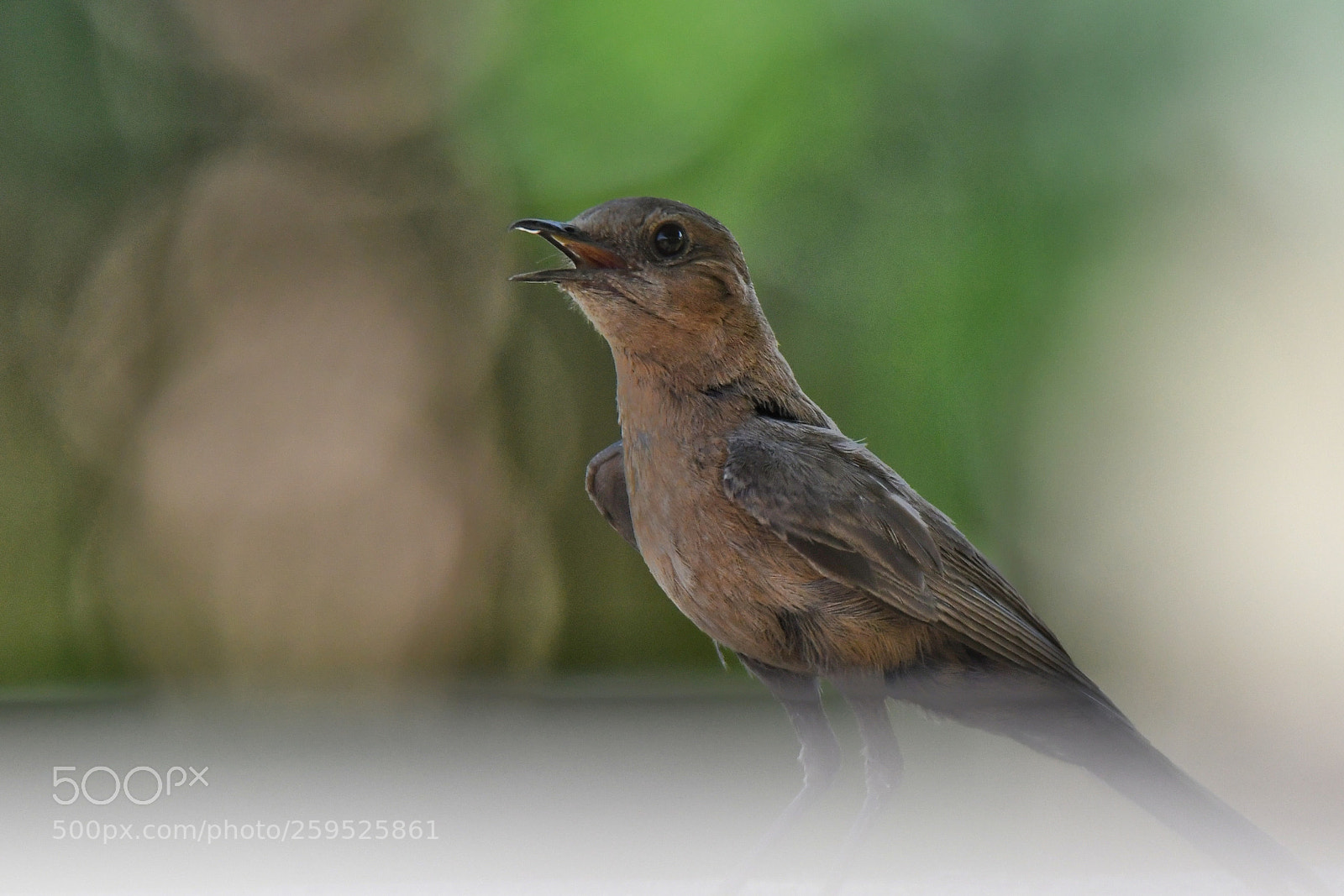 Nikon D7500 sample photo. Bird on the wall photography