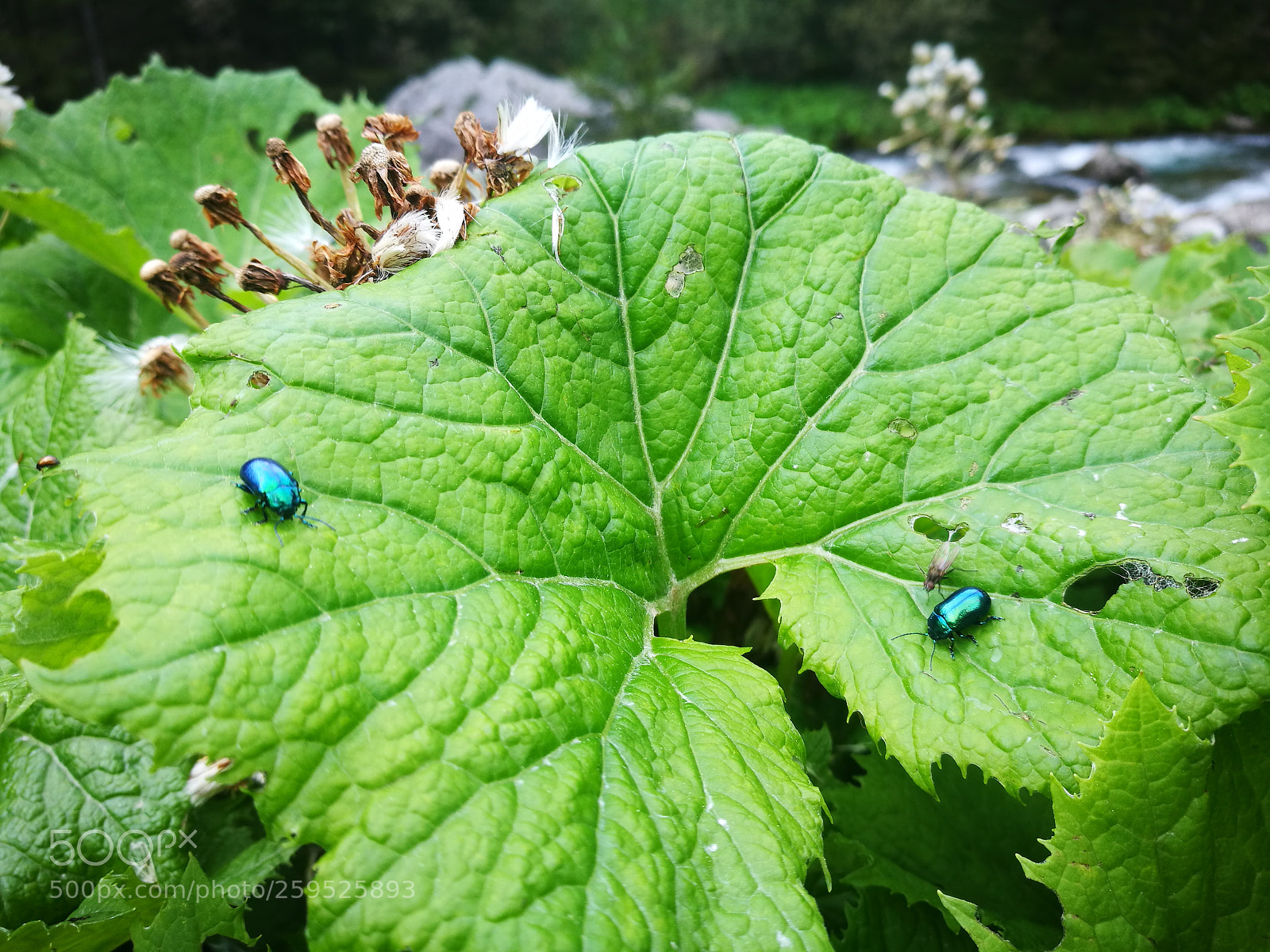 HUAWEI P9 sample photo. Summer memories photography